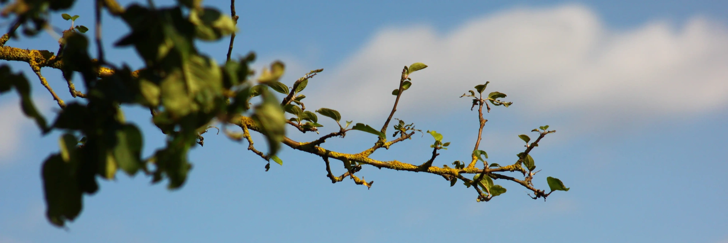 header profile