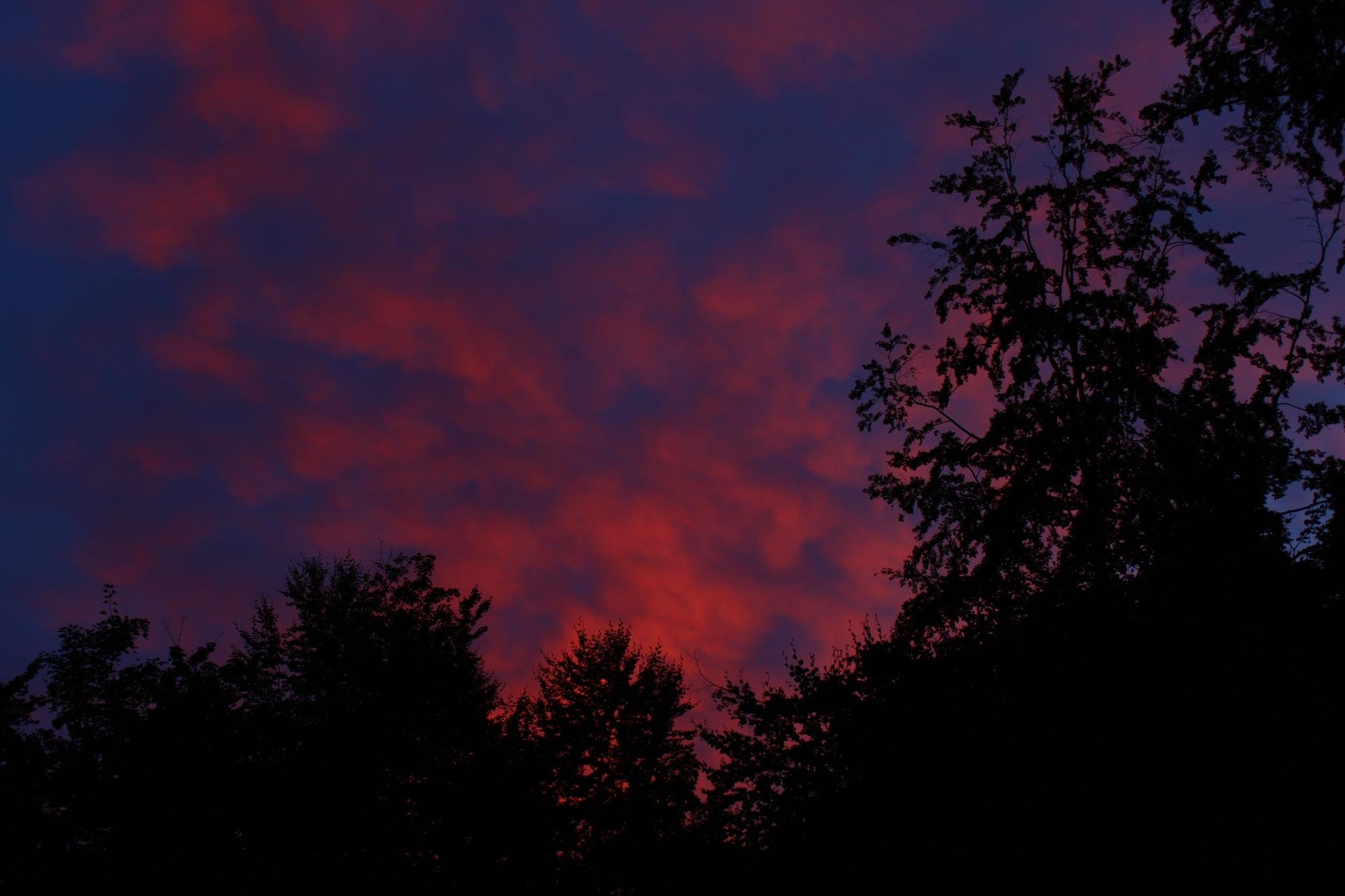 dark blue and red evening sky framed by unlit trees and shrubbery