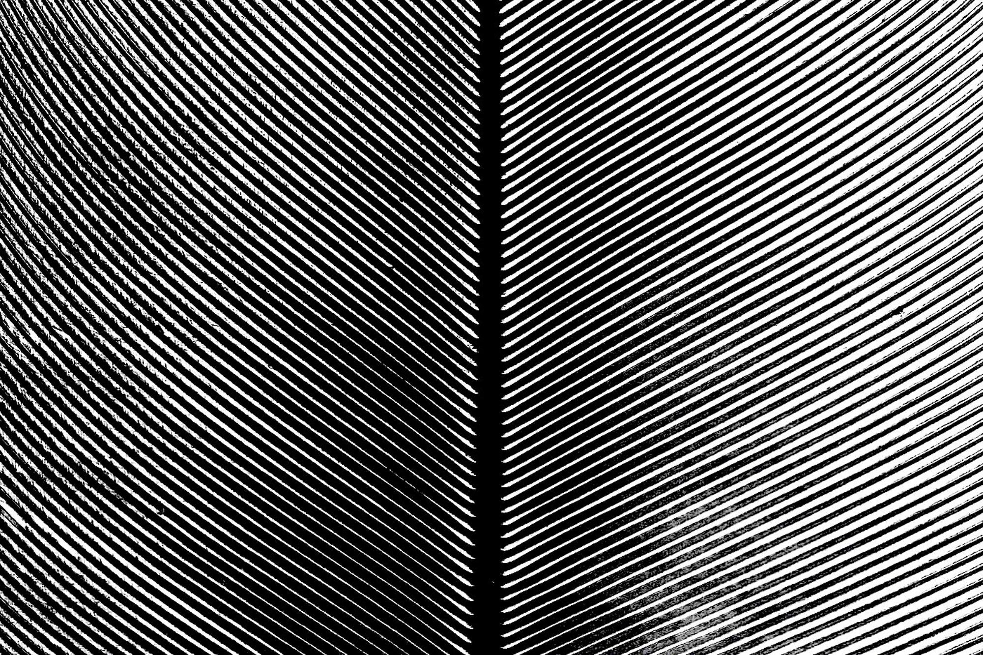 Close-up black-and-white view of a feather, with a central vertical shaft dividing dense diagonal barbs into a darker left half and lighter right half.