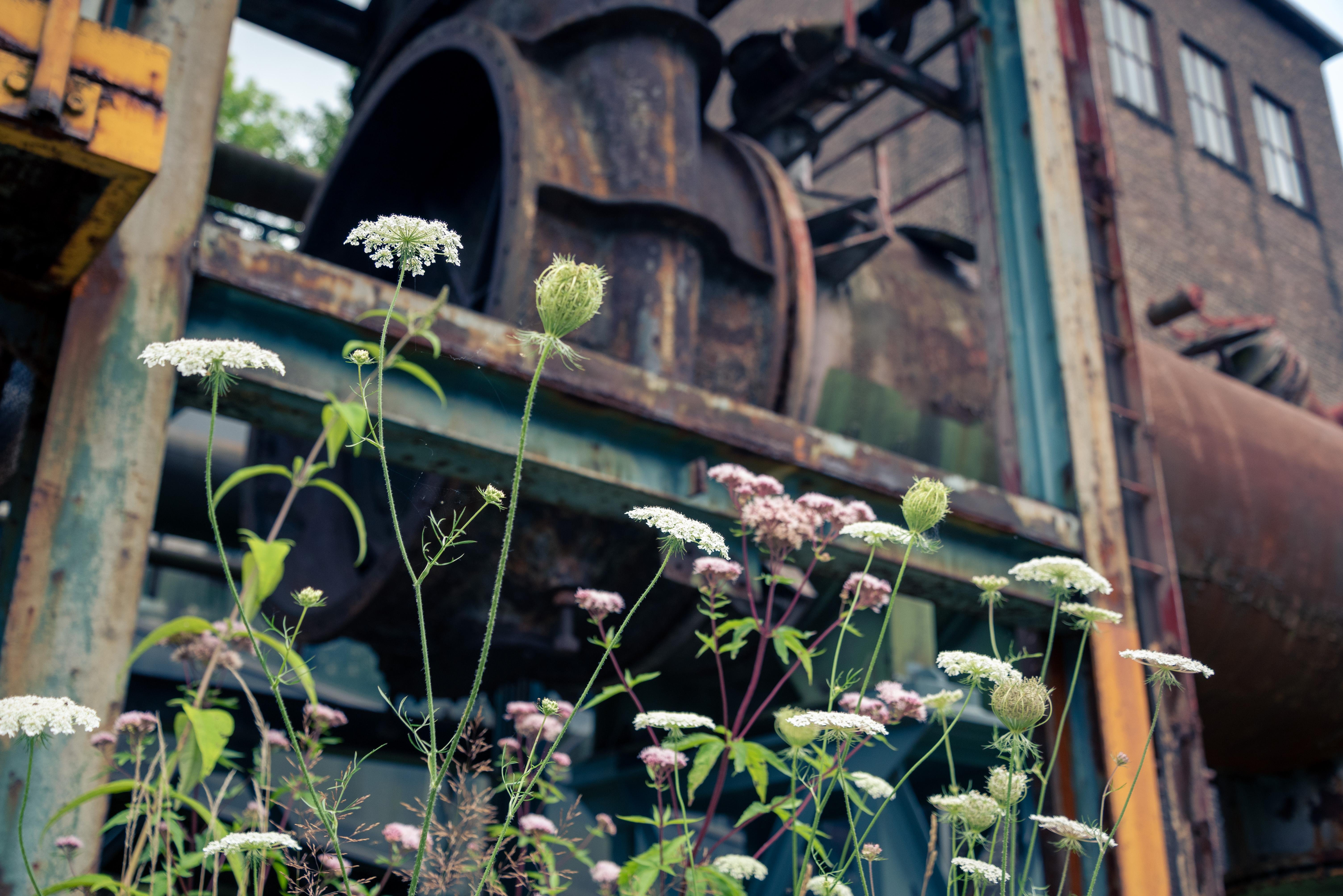 The image shows wildflowers growing in the foreground with an industrial structure in the background. The structure appears to be old and rusted, with large pipes and a factory building. The contrast between the delicate flowers and the weathered industrial elements creates an interesting visual composition.