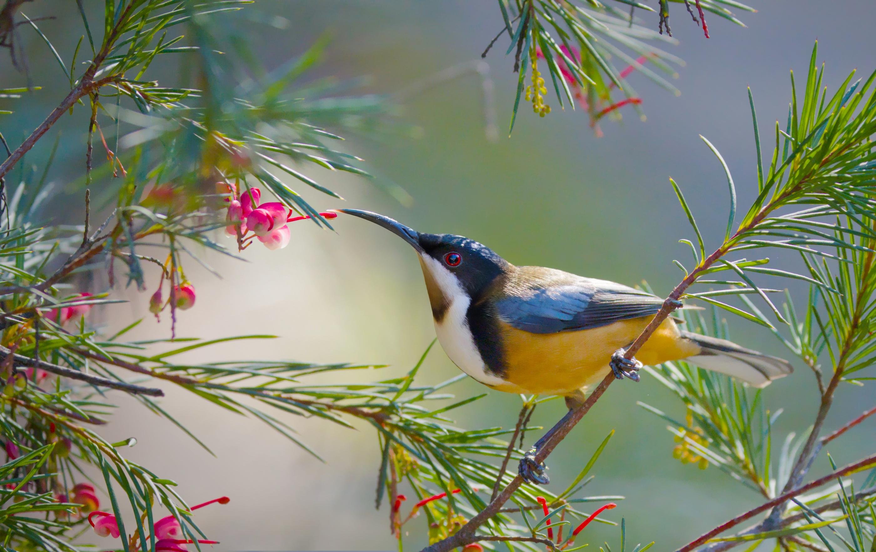 An Eastern Spinebill perched on a thin branch among green needle-like leaves, reaching toward a pink flower