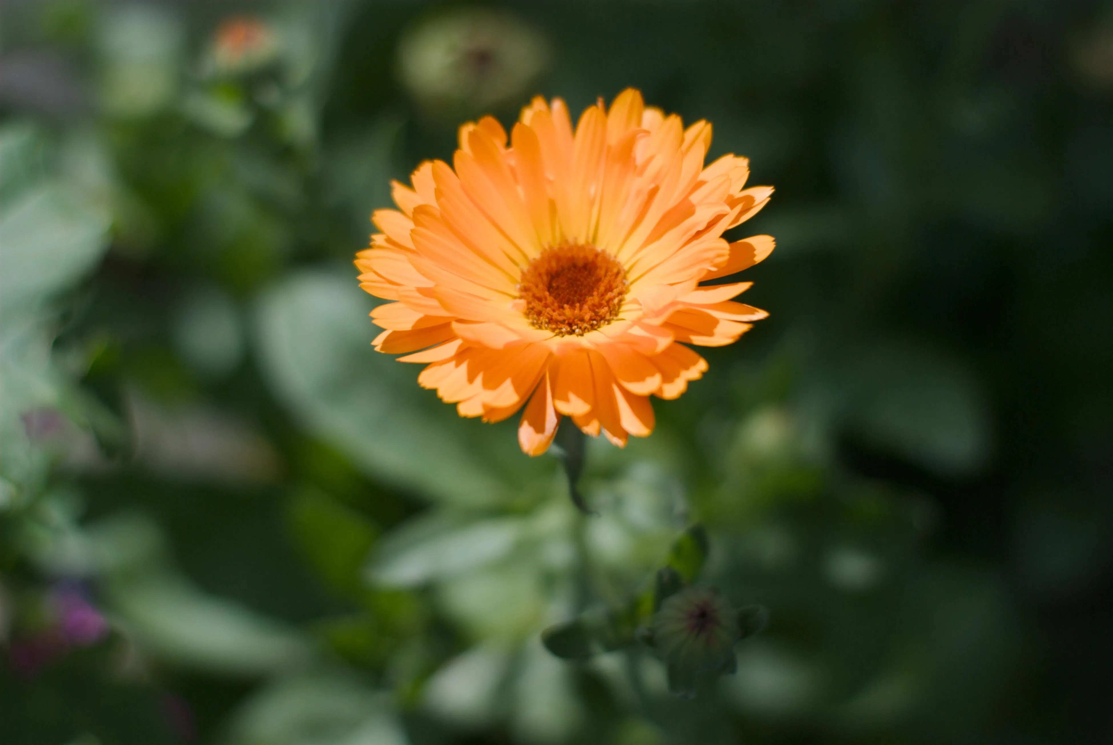 A photo of an orange flower