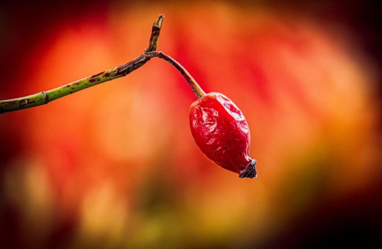 A single, red rose hip on a thin, curved stem against a blurred background of warm orange and red hues. The focus is sharp on the rose hip, highlighting its texture and vibrant color.