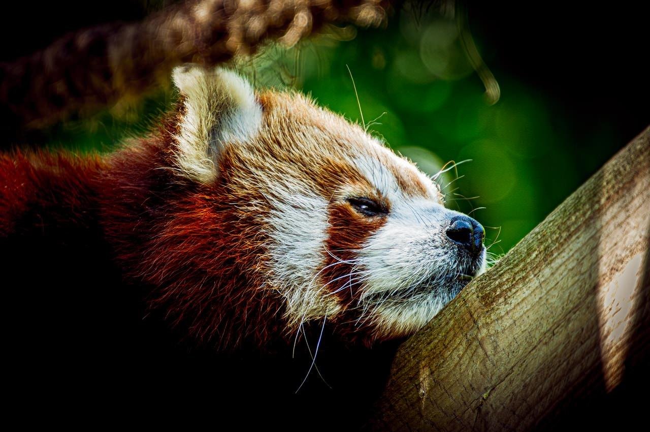 Close-up side profile of a red panda resting its head on a wooden beam, with reddish-brown fur, white face markings, and a blurred green background.