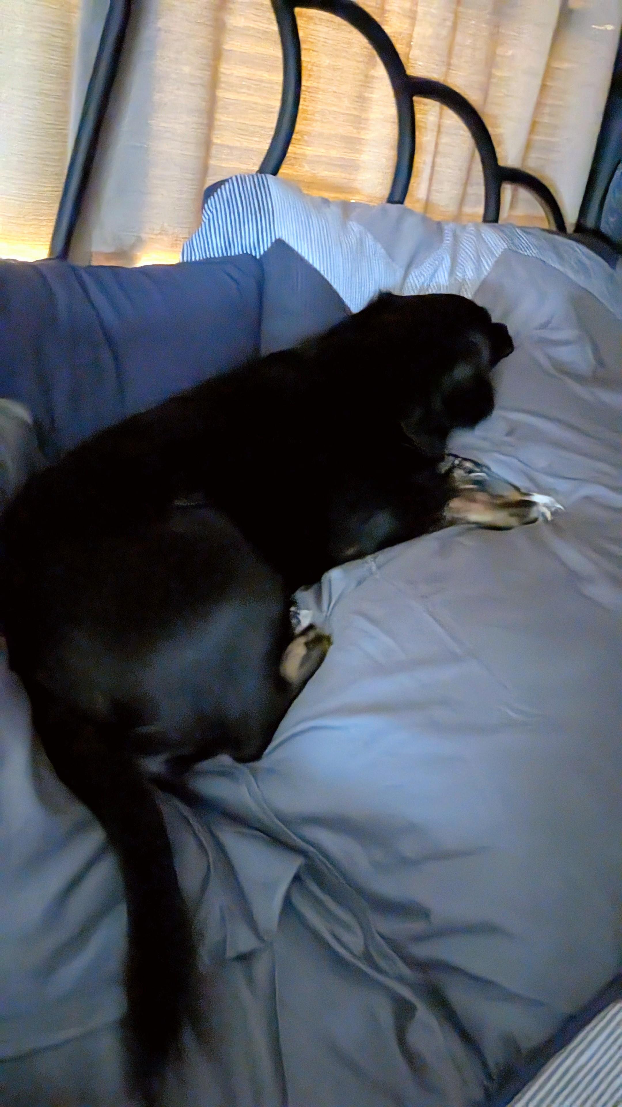 Small black dog lying stretched out on a gray bedspread, head on a gray pillow near a black metal headboard, with beige curtains in the background.