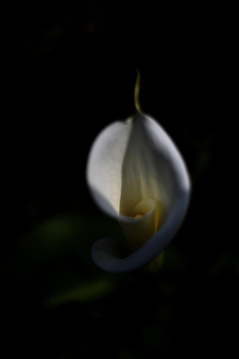 Una flor de cala abriendo llorándole la luz.