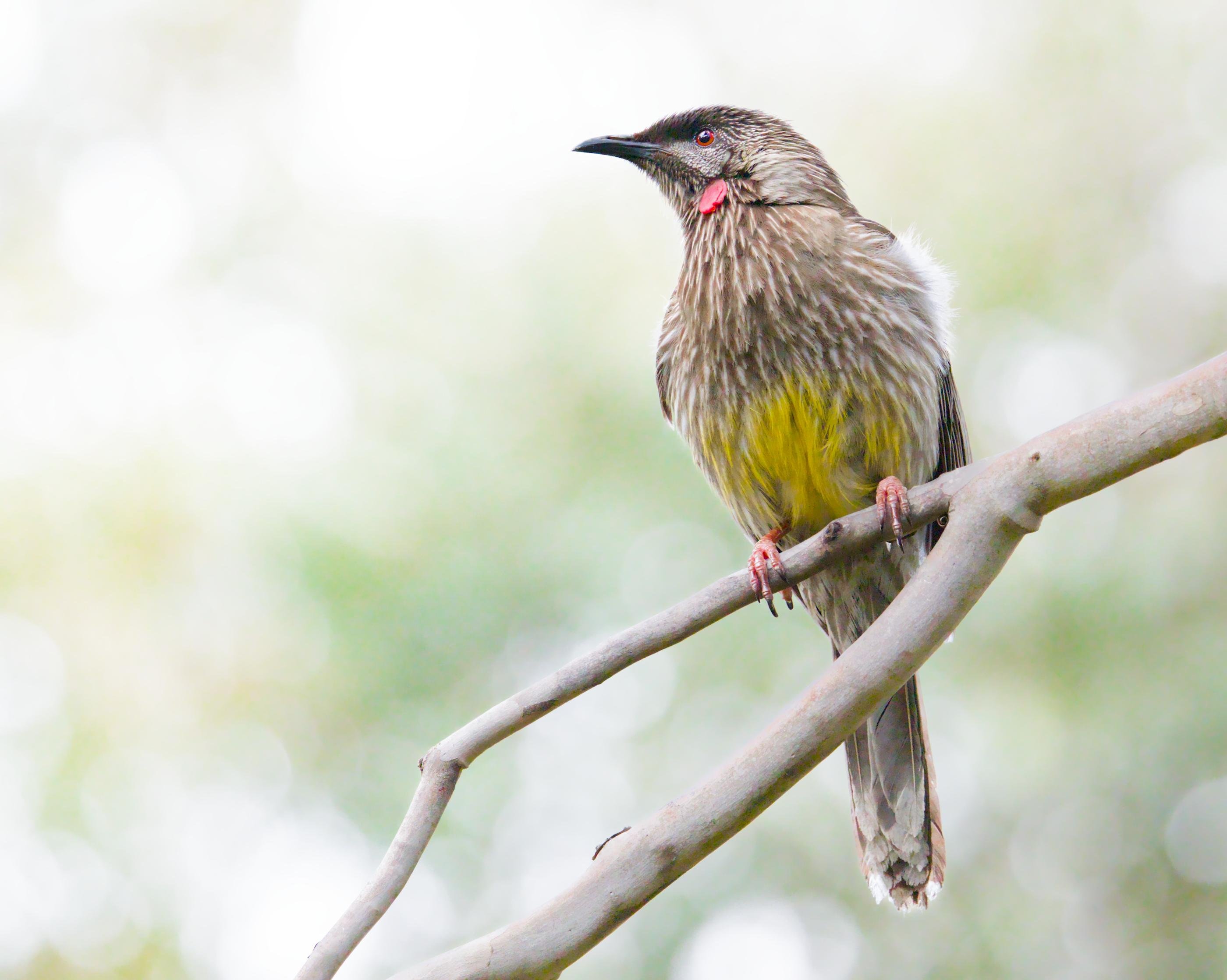 A Red Wattlebird perches on a branch, looking alert against a blurry green bokeh background.
