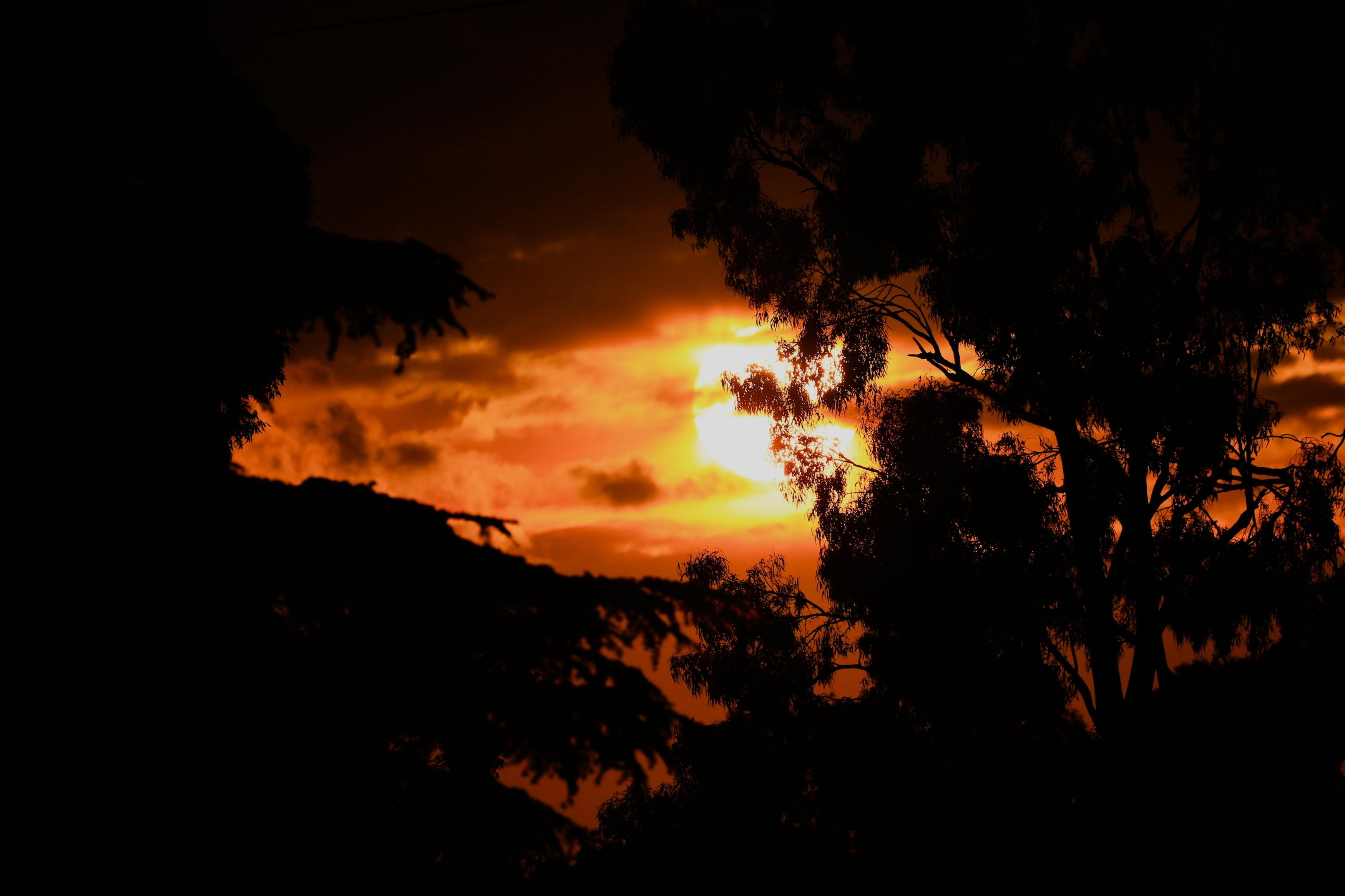 Silhouetted trees and branches frame a bright orange sunset, with the sun partially obscured by clouds near the center of the sky.