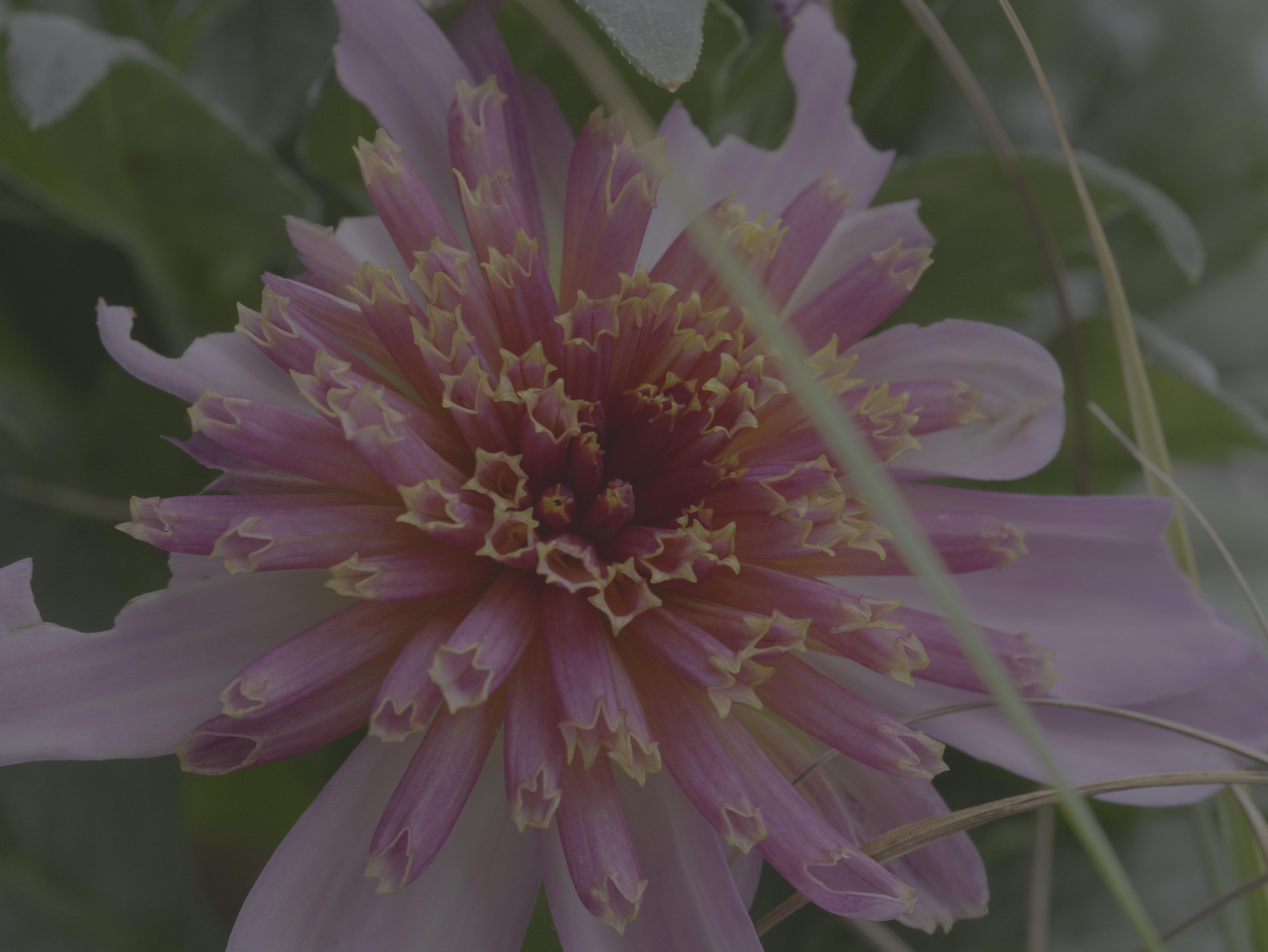 Close-up of a dahlia flower with layers of pink and purple petals, featuring pointed tips and a star-shaped pattern near the center. Long green leaves and grass blades are visible in the background.