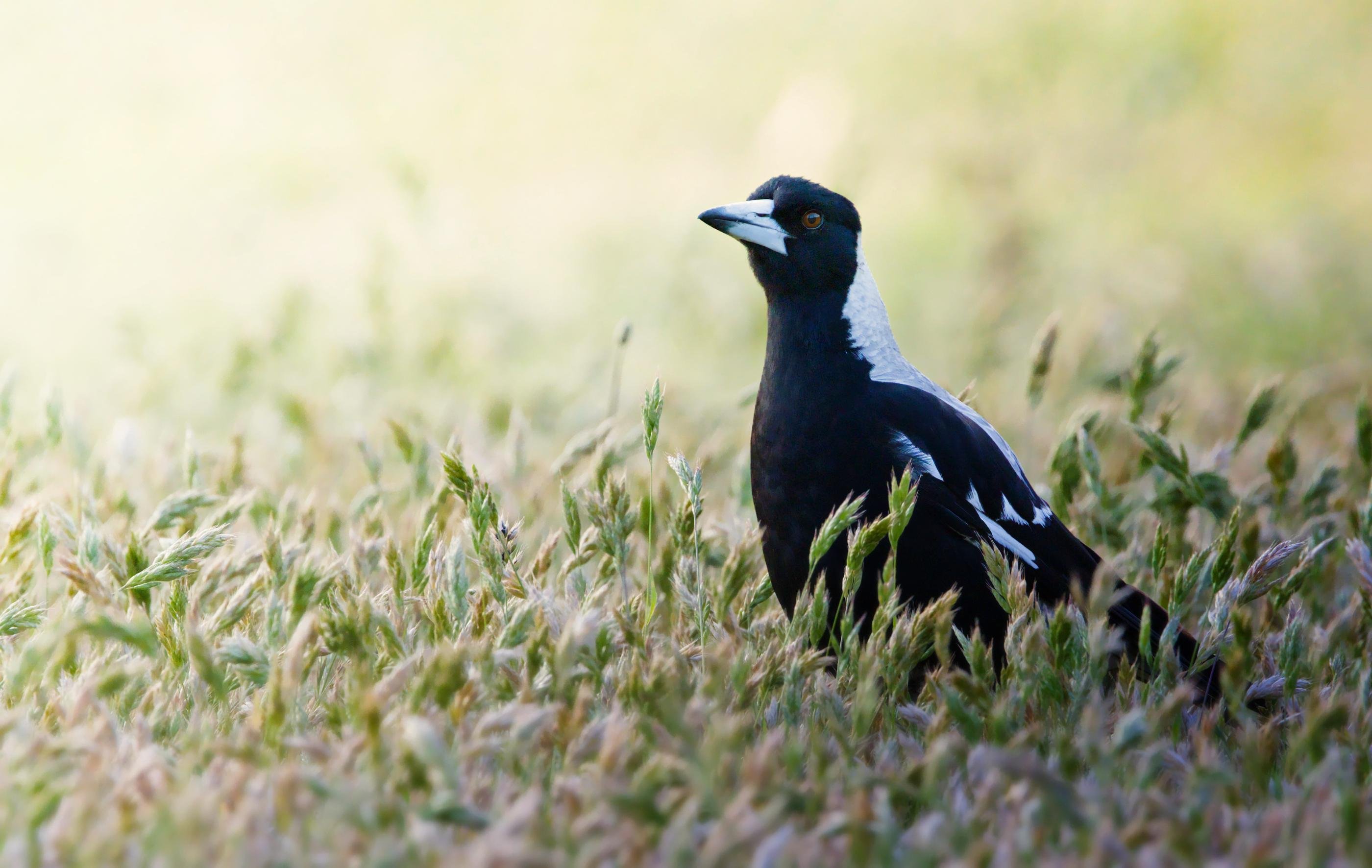 An Australian Magpie in tall grass, facing left, with a pale gray nape and white markings on its wings against a blurred green field background.