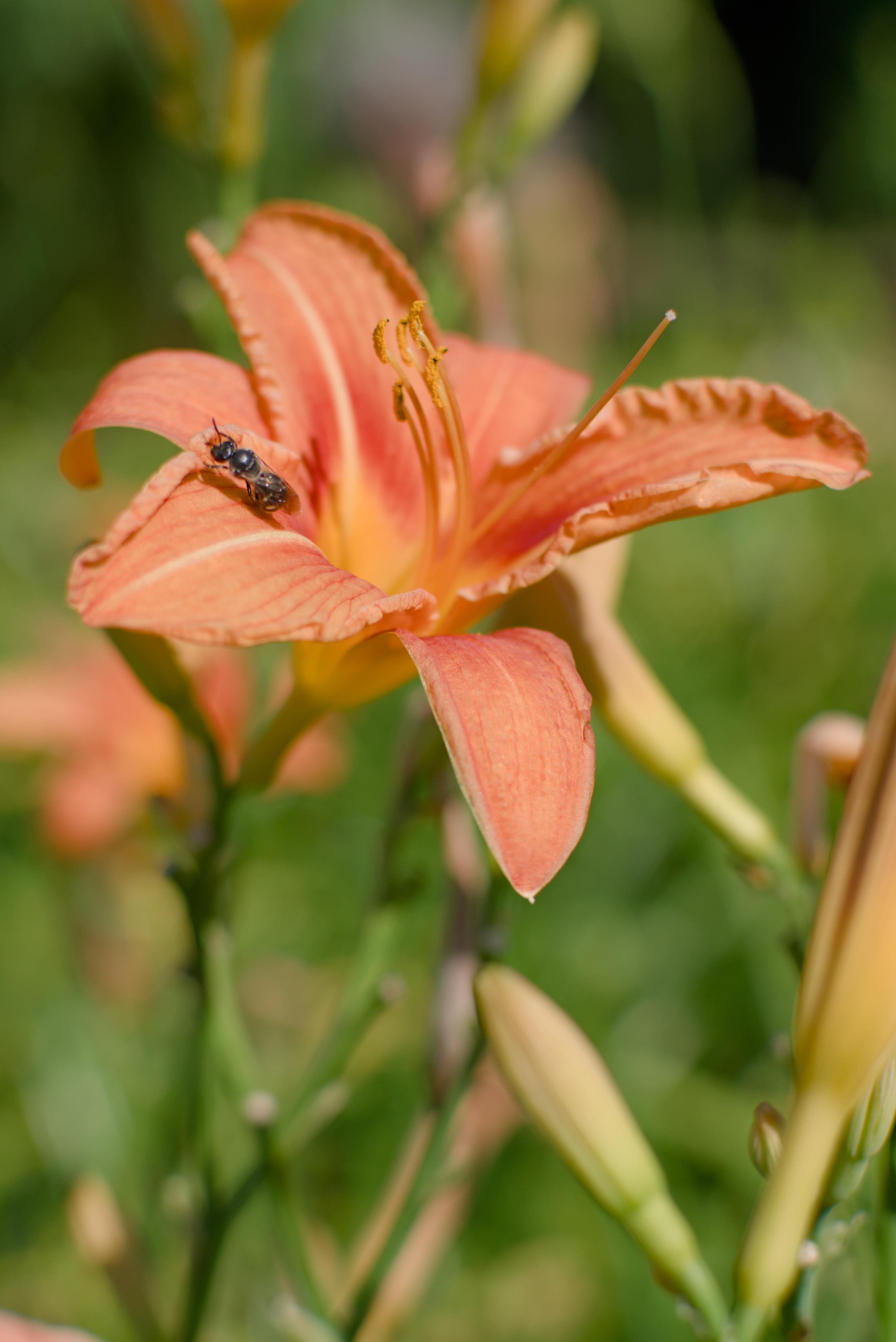 The image depicts an orange daylily flower with a bee on one of its petals. The background is blurred greenery, highlighting the flower in the foreground.