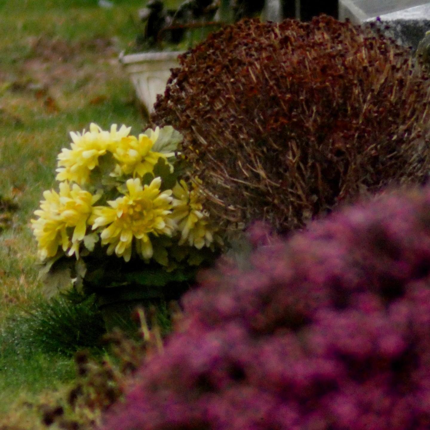The image shows a cluster of yellow flowers next to brown, dried or wilted plants. In the foreground, there appear to be out-of-focus purple flowers. The background and surroundings suggest an outdoor garden setting.