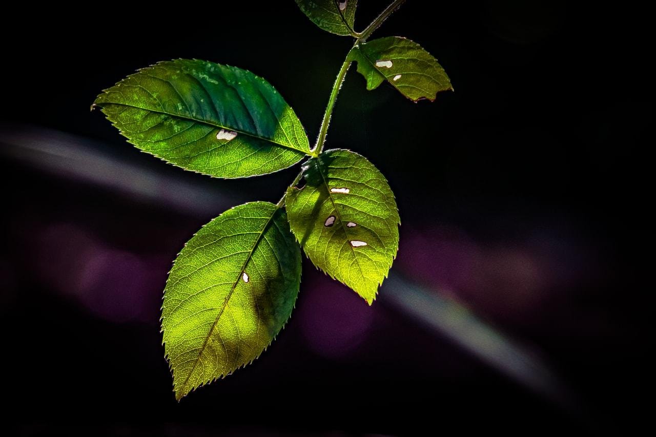 Green leaves with serrated edges and visible veins are arranged in a cluster on a stem. Small holes are present on the leaves, with some light patches. The background is dark, enhancing the leaves' vibrant color.