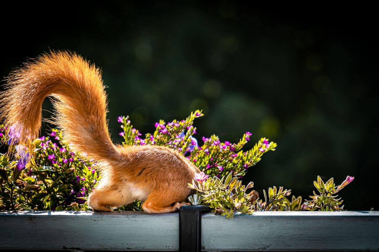 Reddish-brown squirrel with its bushy tail raised, head hidden in purple flowers in a wooden planter; dark blurred background.