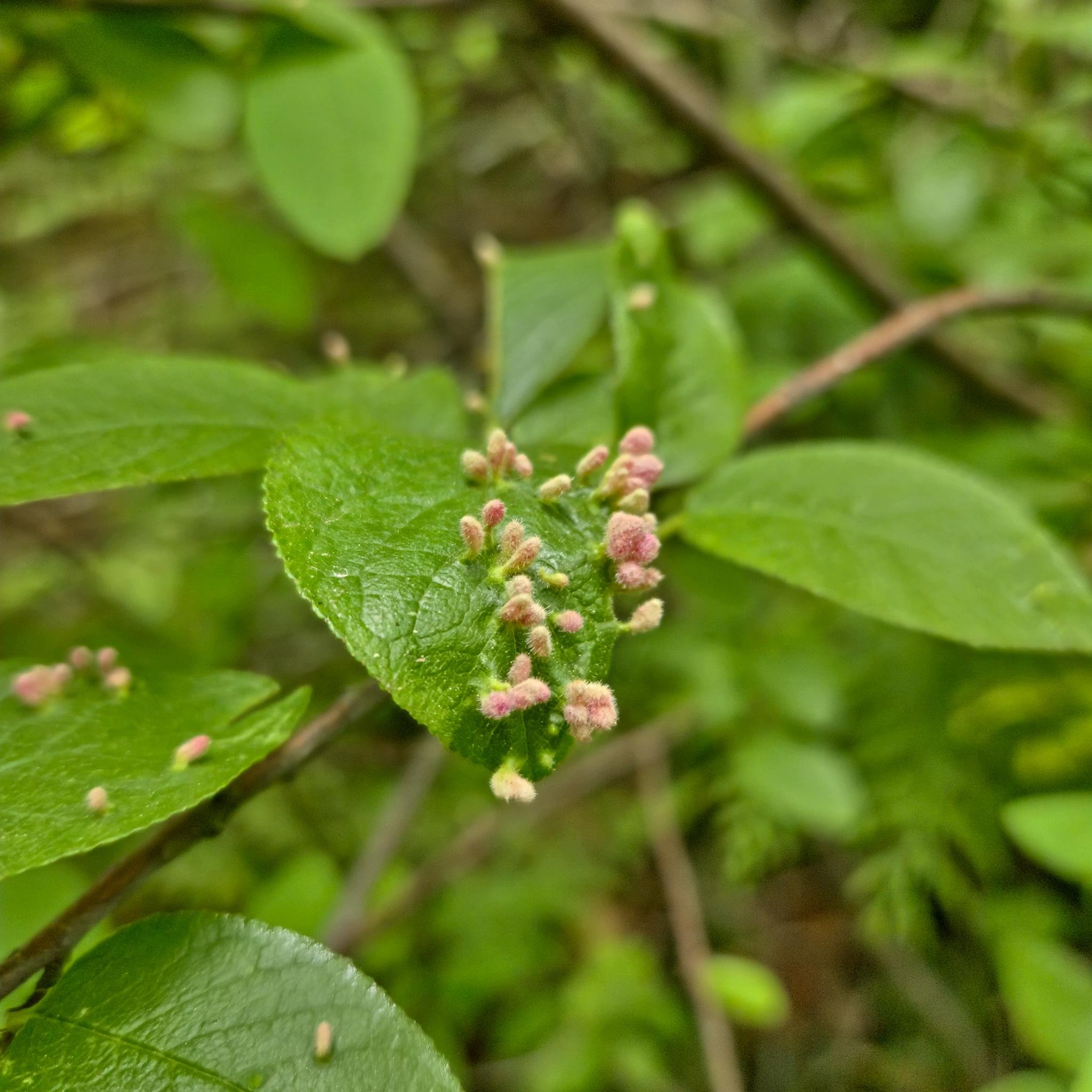 Green leaves with small, clustered pink growths on the surface, possibly galls, surrounded by blurred green foliage in the background.