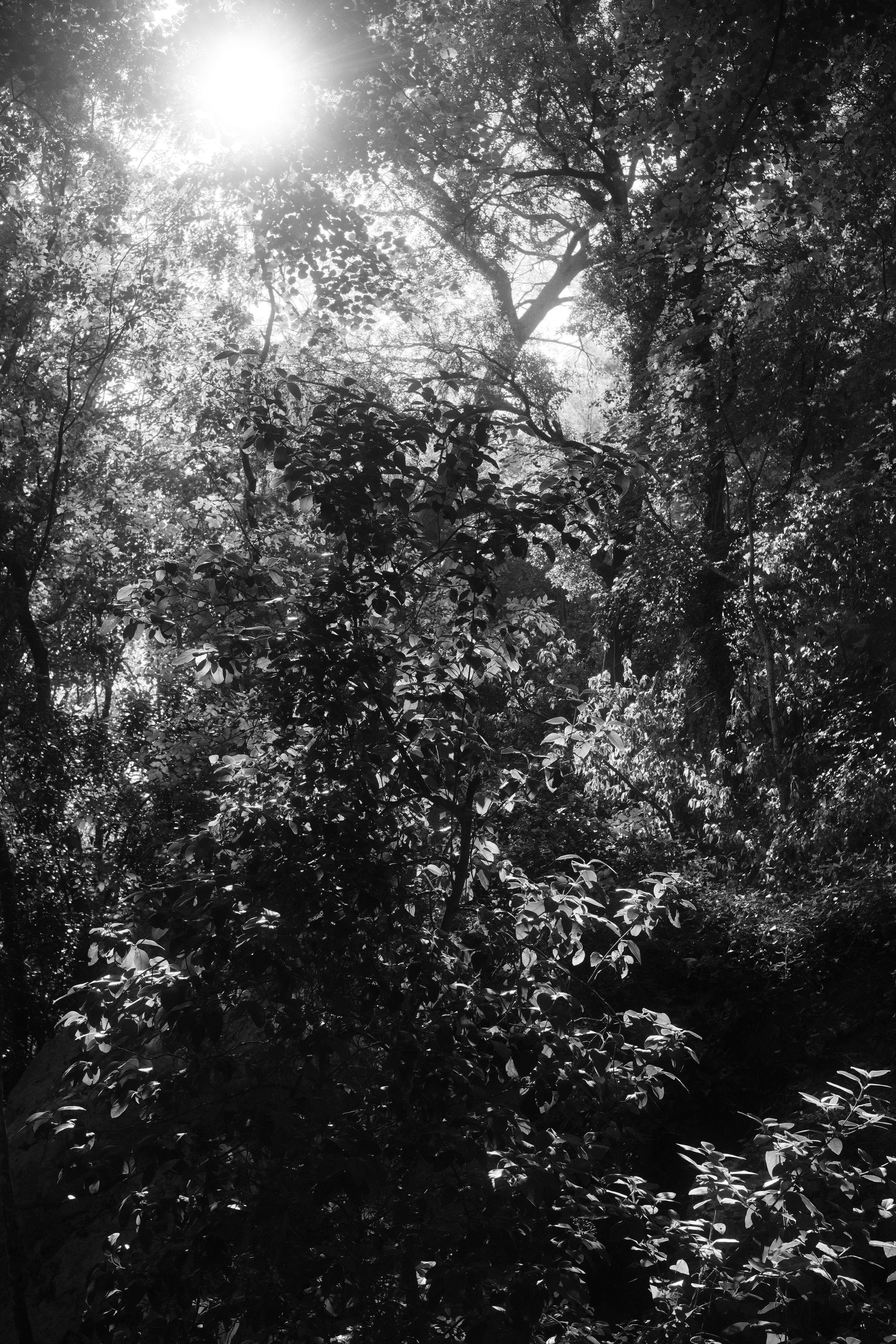 Photo format portrait en noir et blanc, en contre-plongée, montrant les feuillages épais d’arbres avec le soleil perçant au travers