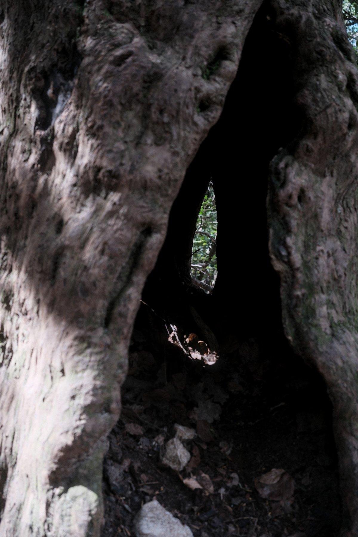 Photo verticale. Un tronc d’arbre creux avec 2 trous à travers lesquels on voit la verdure derrière