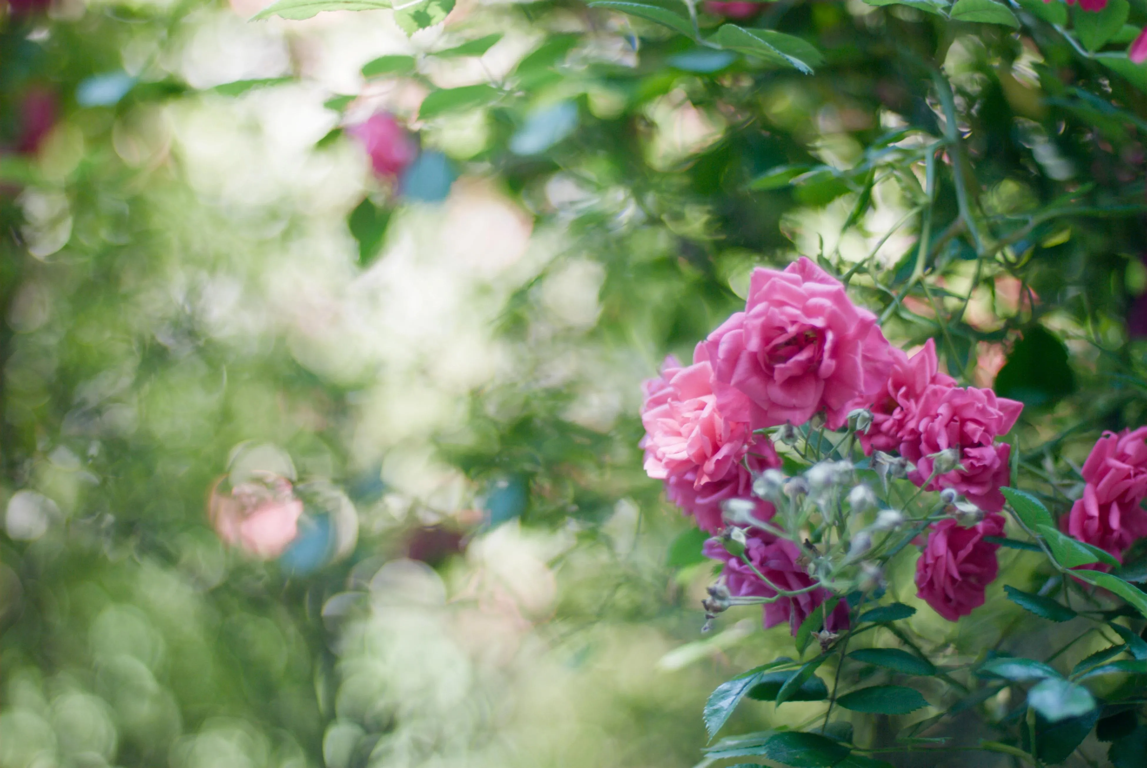 A photo of a purple flower with a green blurred background