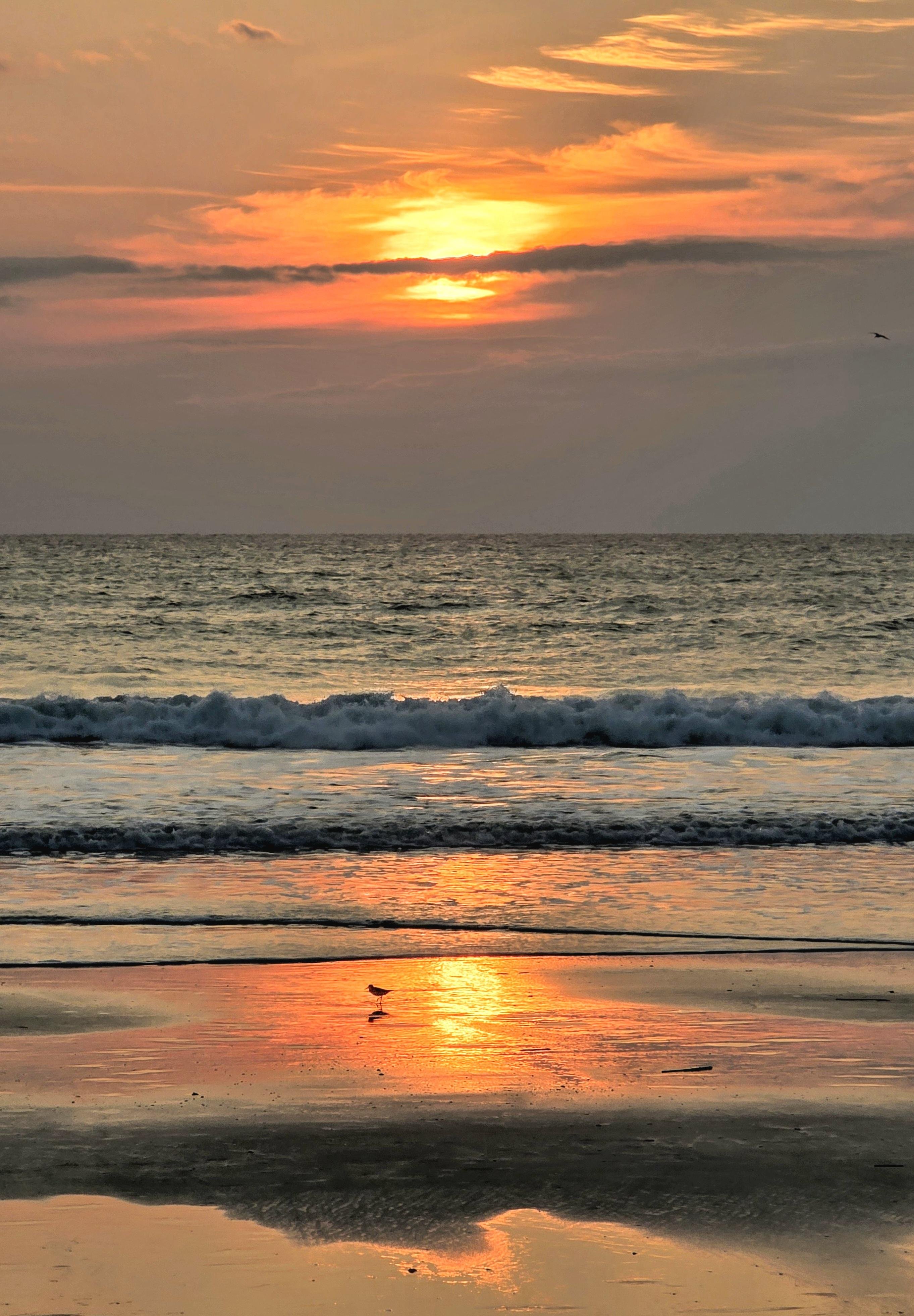 Sunrise over the ocean with a sky filled with orange and pink hues. Gentle waves break on the shoreline, reflecting the colors of the sky. A small bird is visible on the wet sand, highlighted by the warm glow of the rising sun.