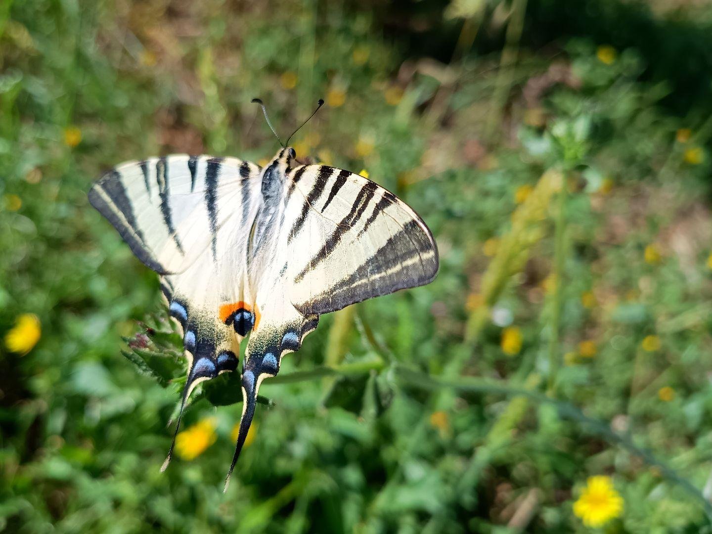 Esemplare di podalirio, iphiclides podalirius, farfalla di dimensioni generose posata su uno stelo, con fiori gialli sfocati in sfondo.