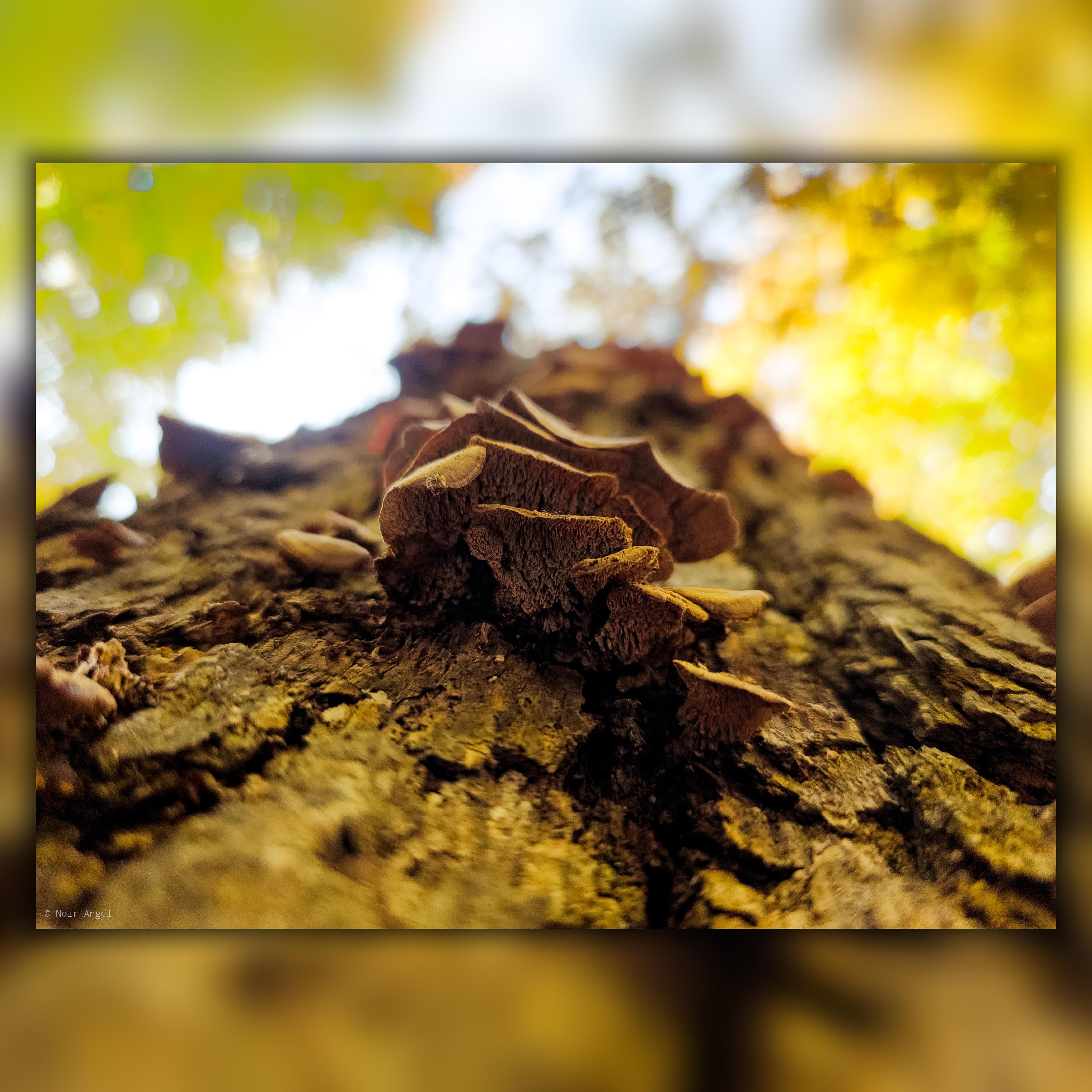 Mushrooms growing on the bark of a tree, viewed from a low angle. The brown, layered fungi are in focus, emphasizing their texture against the rough tree bark. The background is a blurred mix of green and yellow, indicating leaves and sunlight filtering through the canopy.