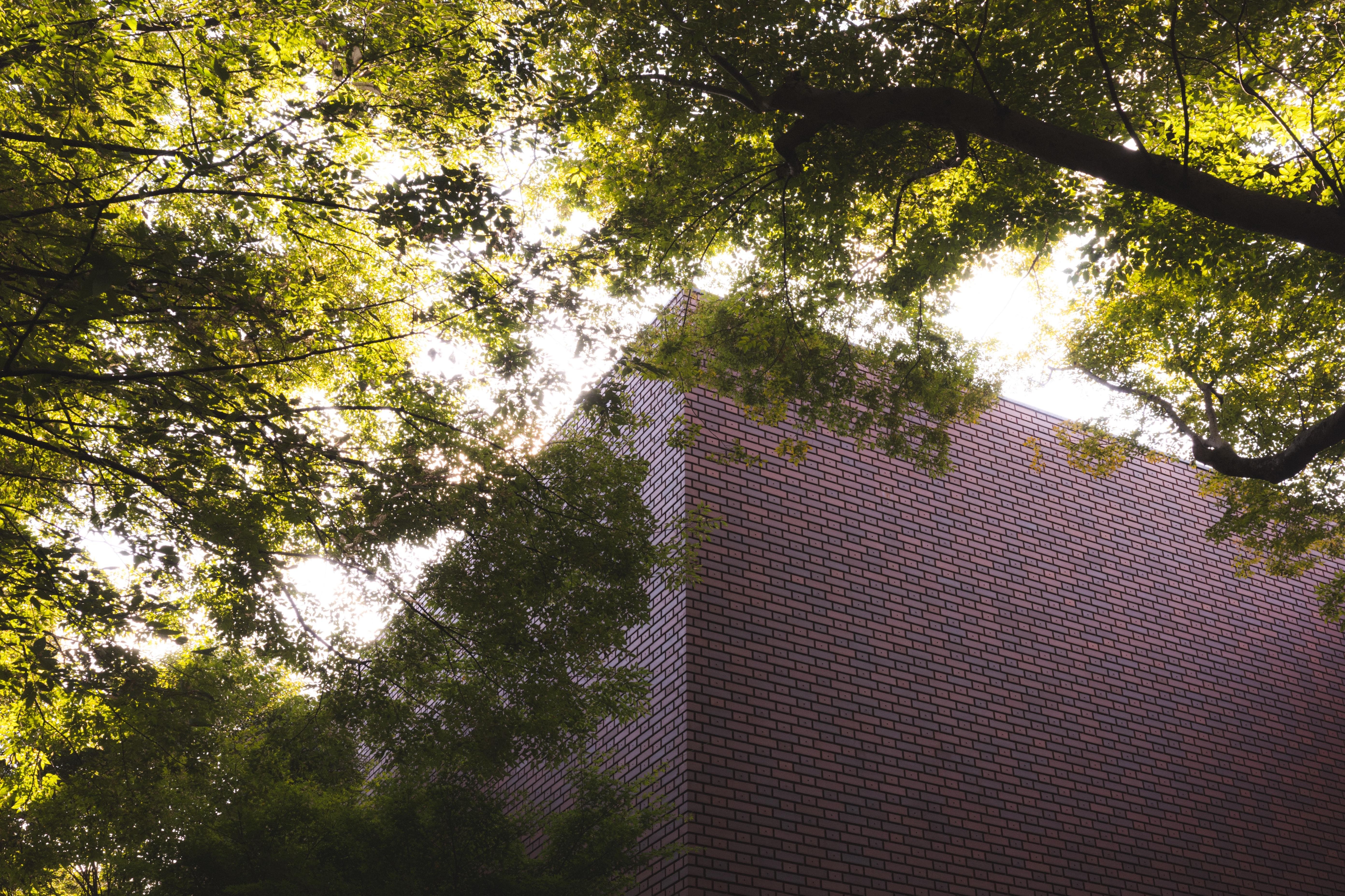 Brick building partially obscured by dense foliage, with sunlight filtering through the leaves, casting dappled shadows. The structure’s corner is visible, highlighting its rectangular form against the natural greenery.