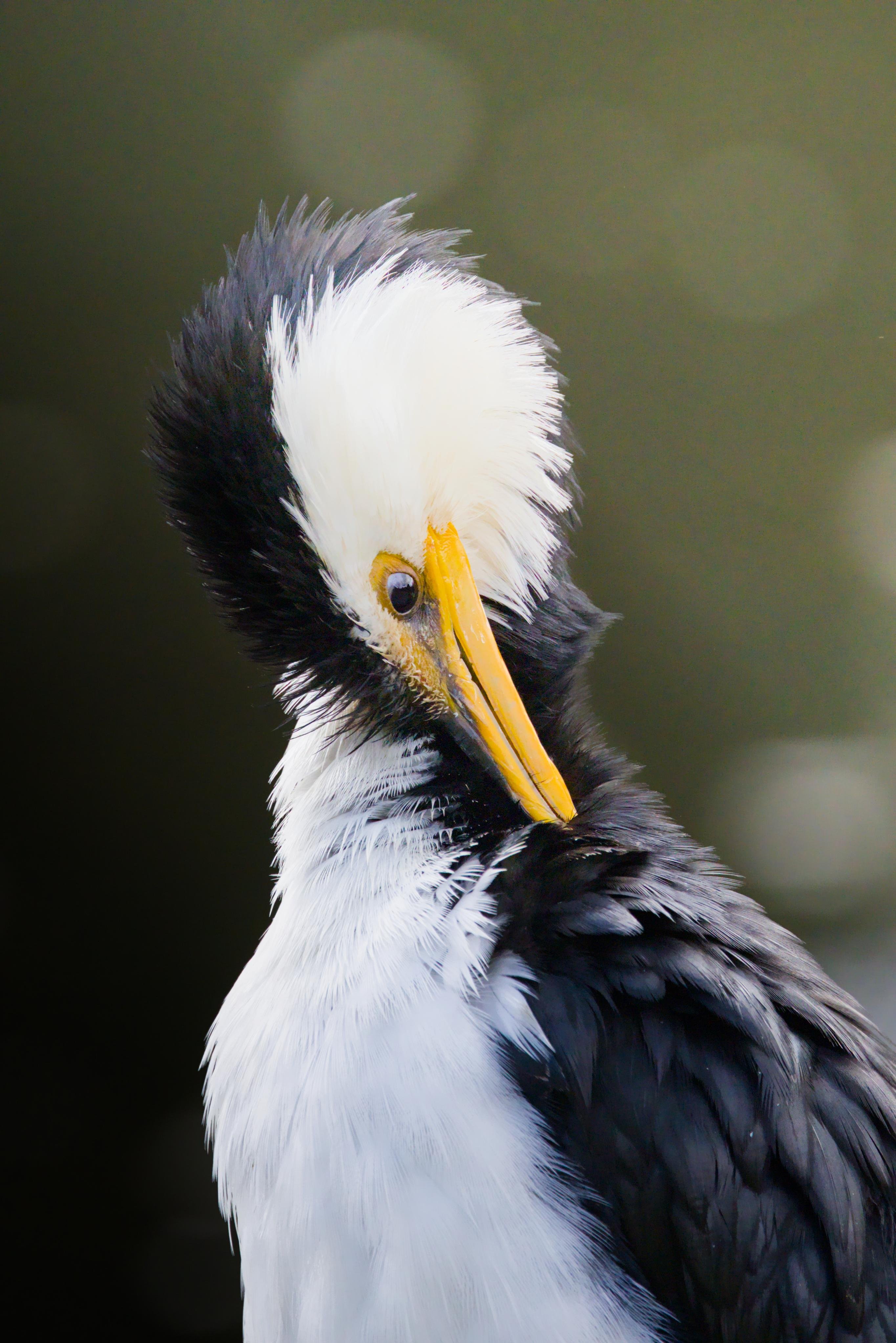 A Little Pied Cormorant with a fluffy white crest and yellow beak, head tilted downward against a blurred green background.