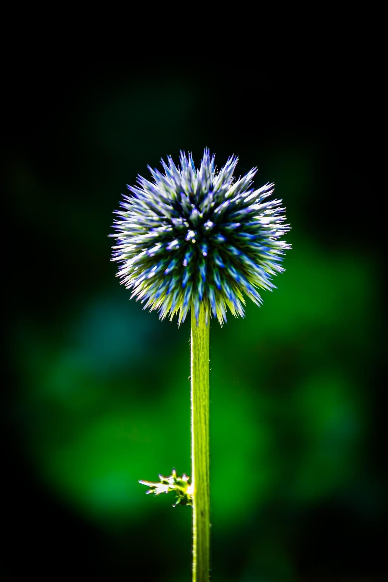 Close-up of a spiky, spherical blue-purple flower head on a tall green stem, centered against a dark, blurred green background.