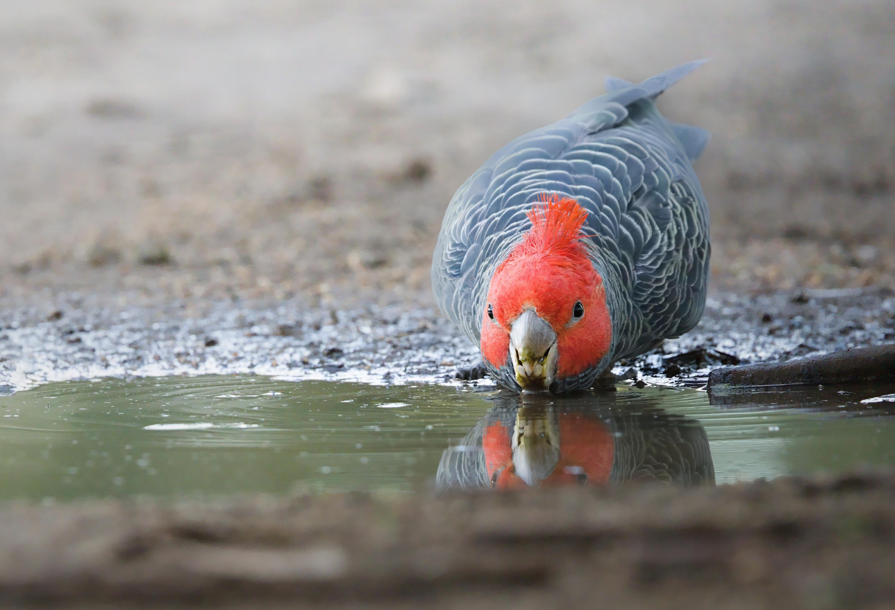 A male ganggang drinking from a shallow puddle, its beak touching the water and its reflection visible on the muddy ground.