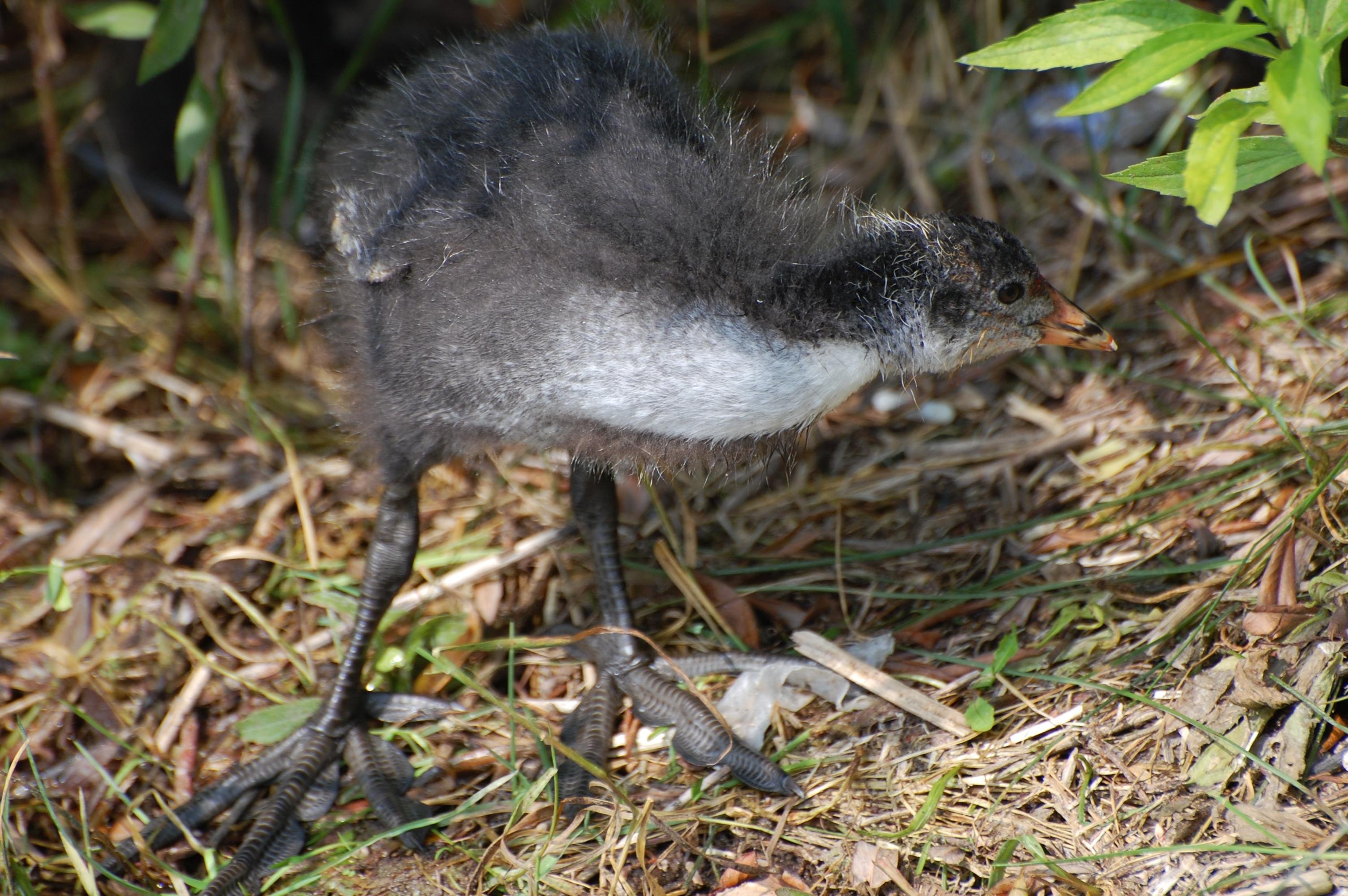 Young coot chick with fluffy black and gray feathers, standing on grassy ground. Large, distinctive feet and a pointed beak. Surrounded by small leaves and scattered twigs.
