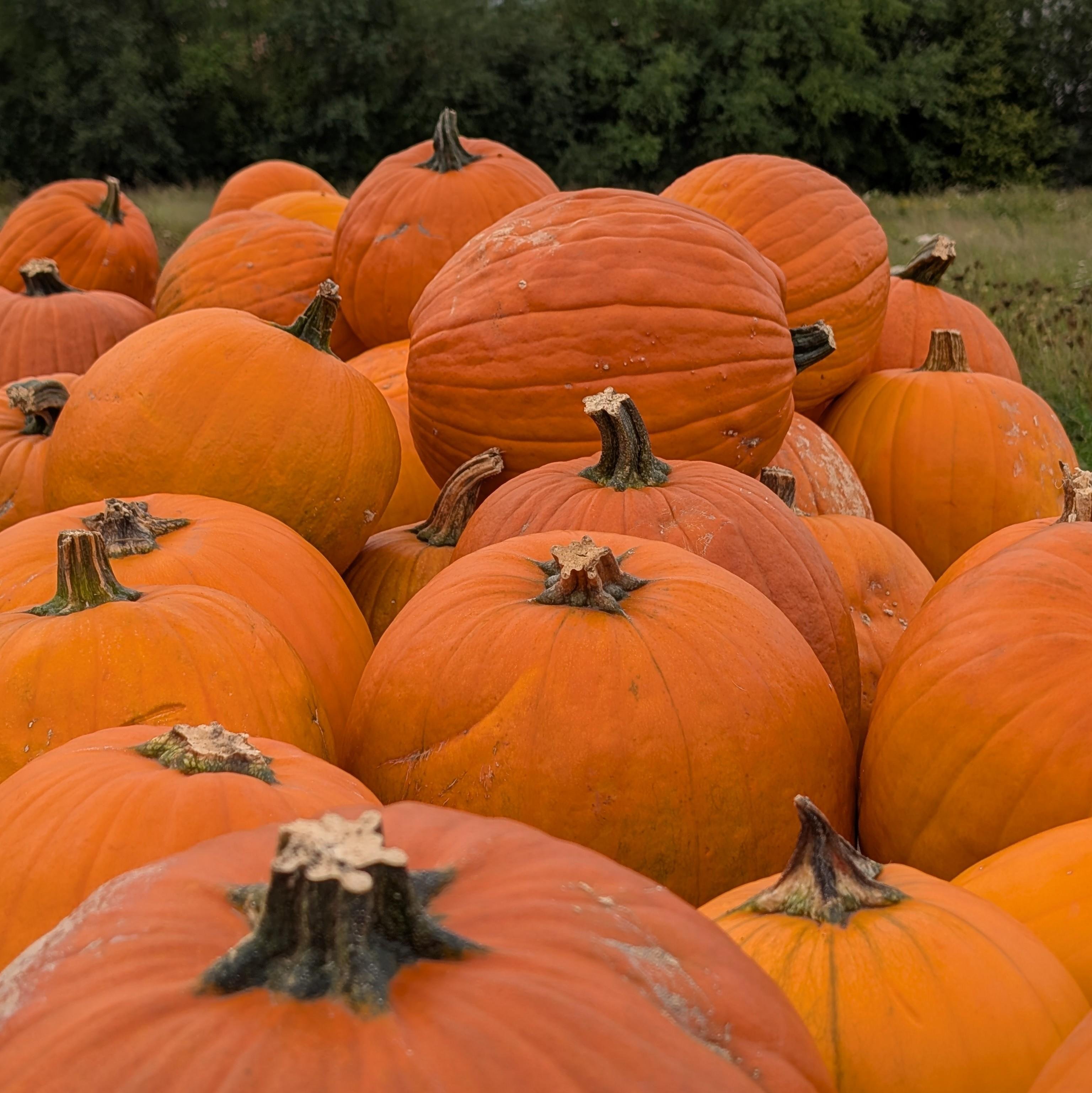 A large pile of bright orange pumpkins with visible stems, arranged closely together. The background features greenery with a slightly blurred focus, indicating an outdoor setting.