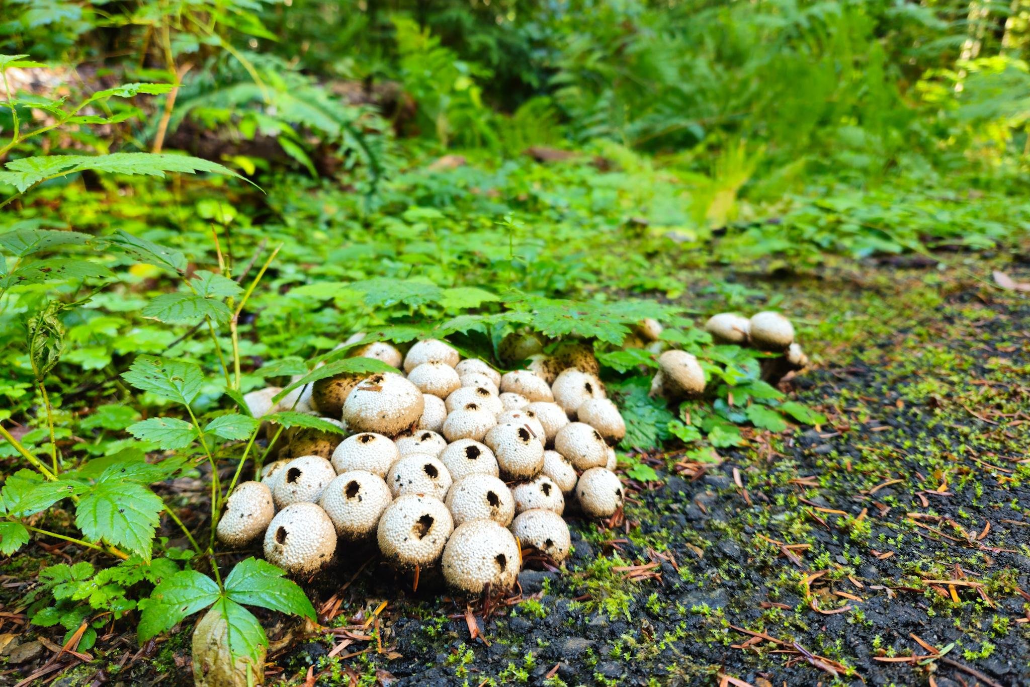 Cluster of small white mushrooms with dark openings growing on a damp forest floor beside a gravel path, surrounded by green ferns and leafy ground cover.