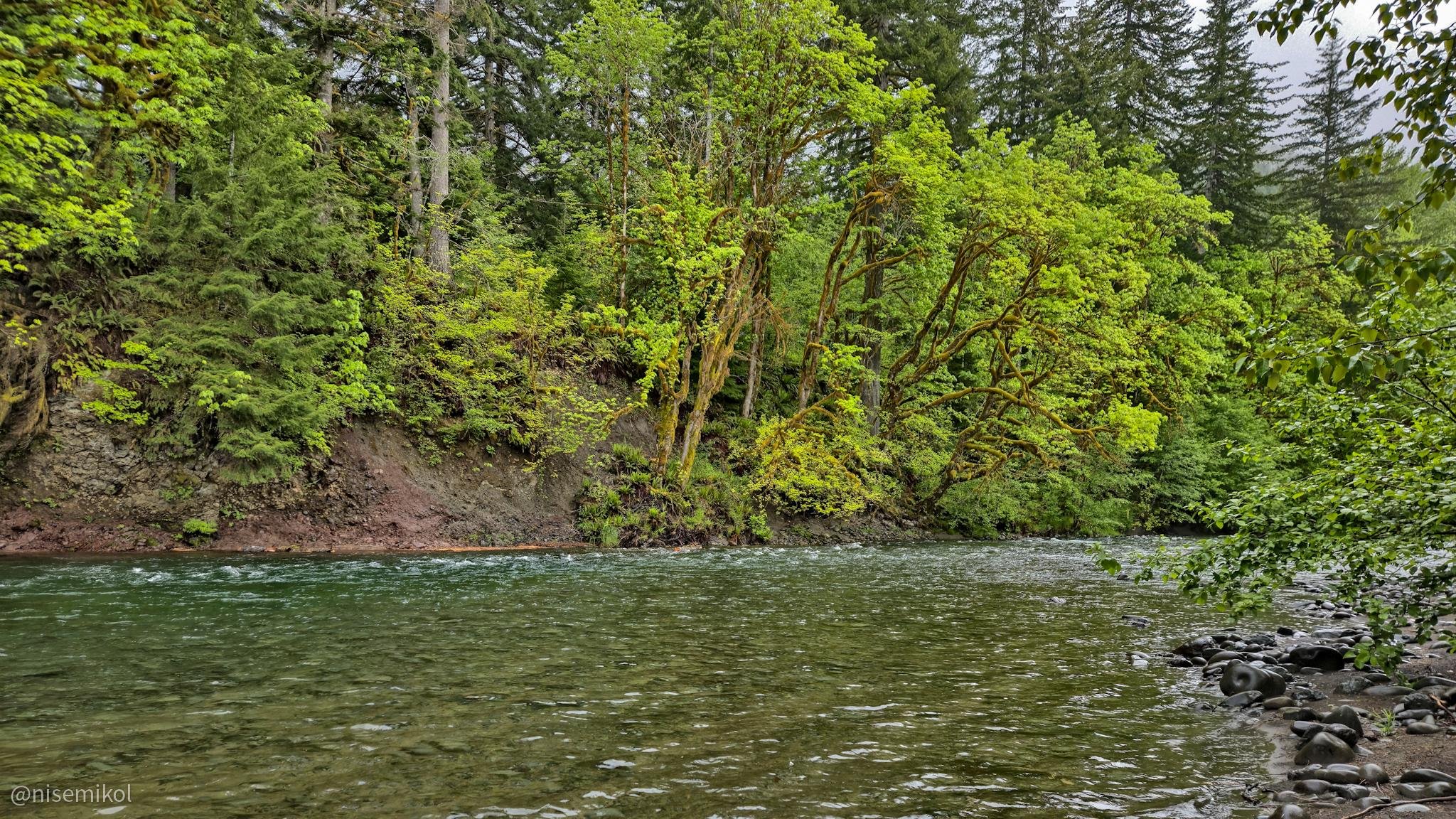 A serene river flowing through a lush forest, with green trees lining the banks. The water is clear and smooth, with rocks visible along the shore on the right. Tall trees with dense foliage create a canopy overhead. The scene conveys a peaceful, natural environment.