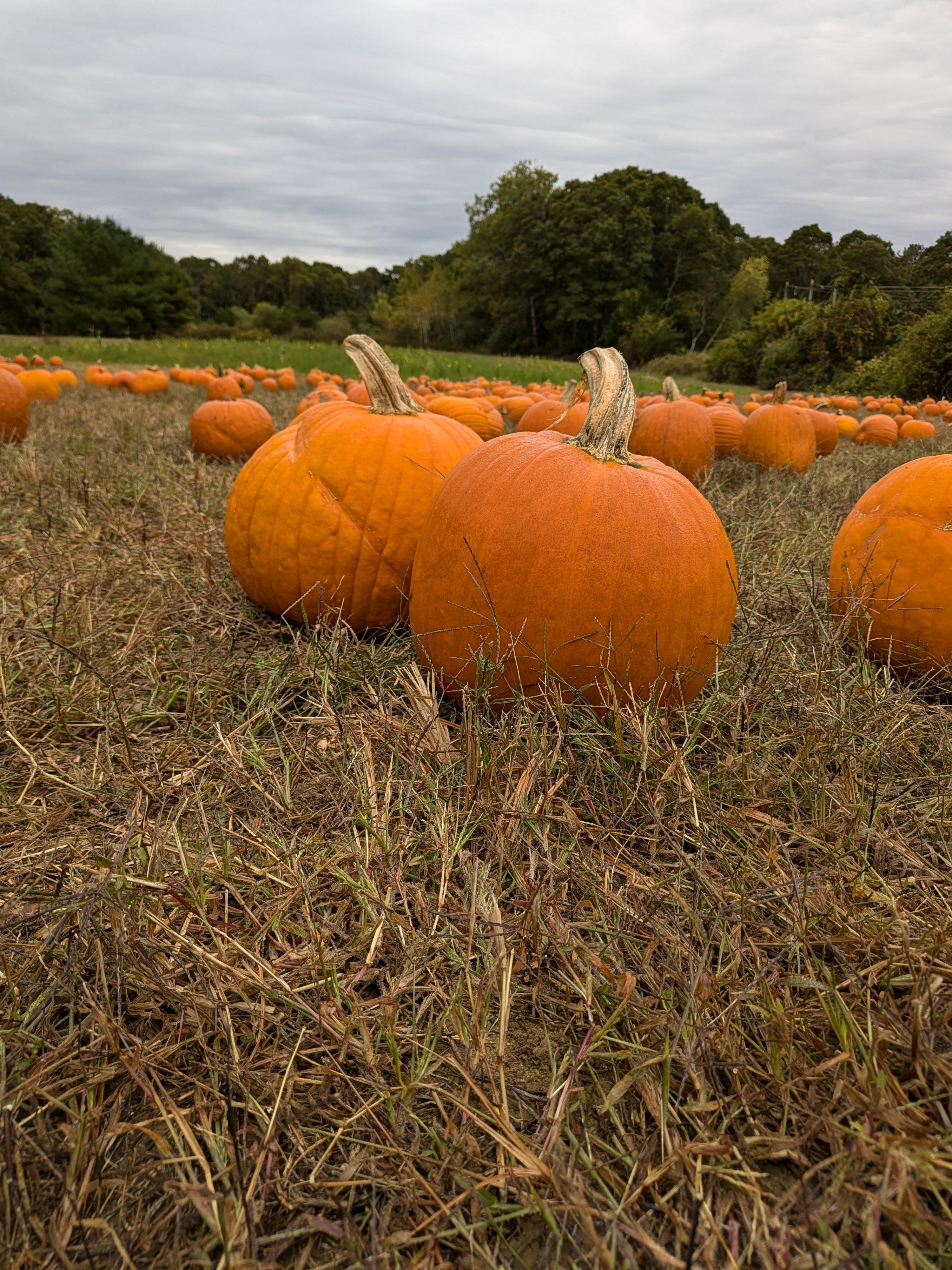 orange pumpkins sitting on brown grass