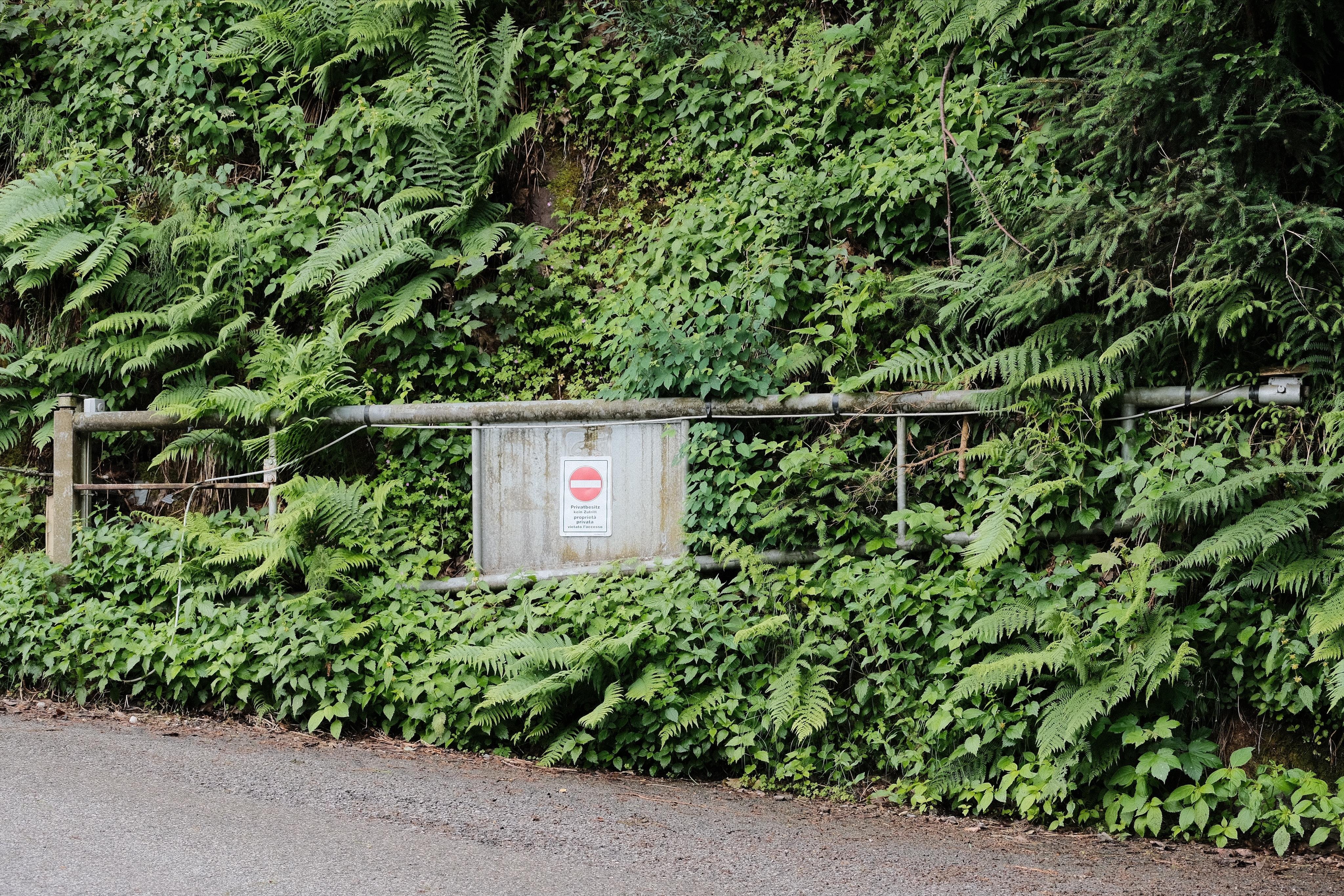 Metal gate, pushed to a natural wall on the Side of a roadside entrance, covered by dense green ferns and vines, growing from the wall over the gate. The gate has a “Do Not Enter” sign posted at the center; a paved road in the foreground.