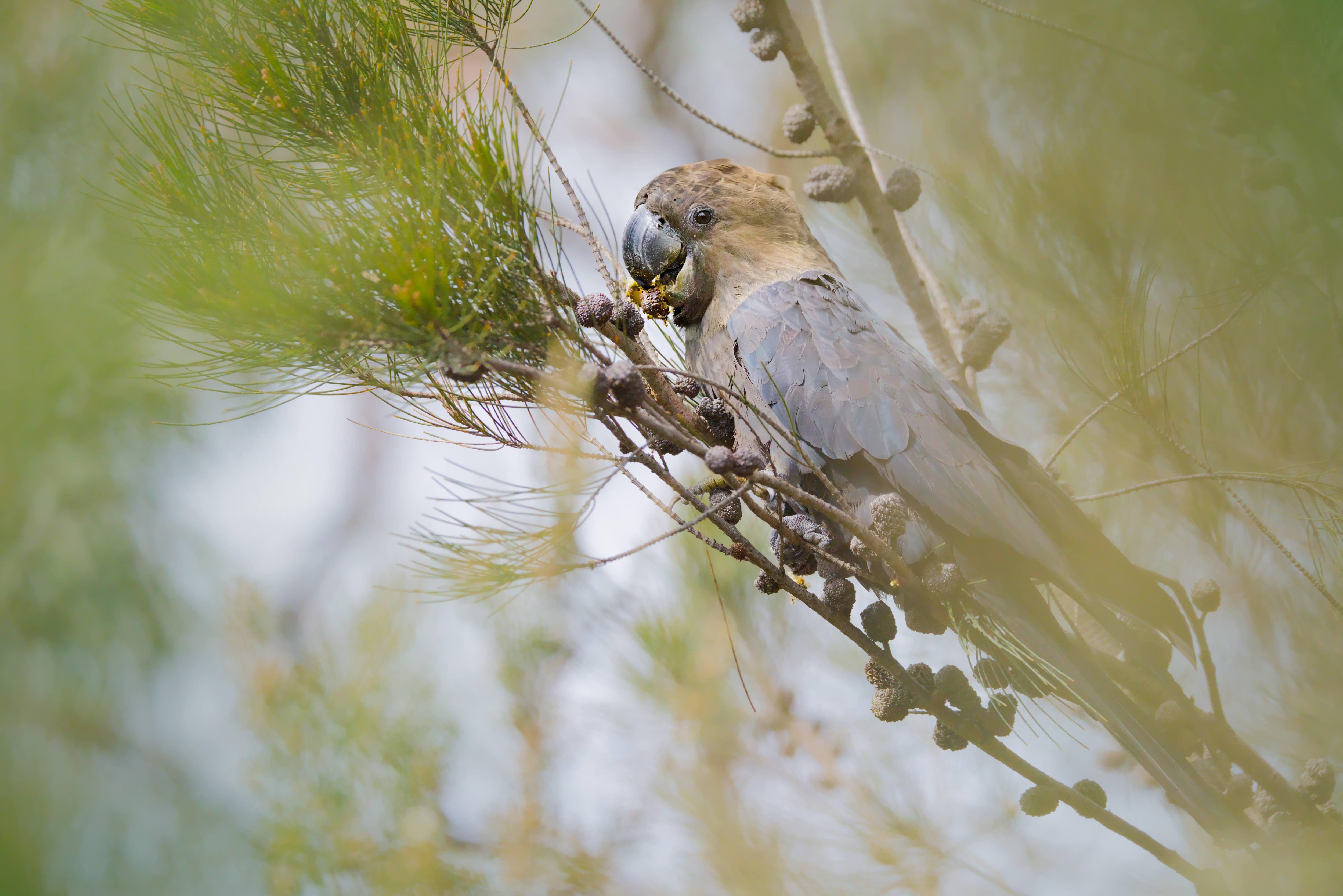 A Glossy Black Cockatoo perched on a Allocasuarina branch, holding and eating a seed