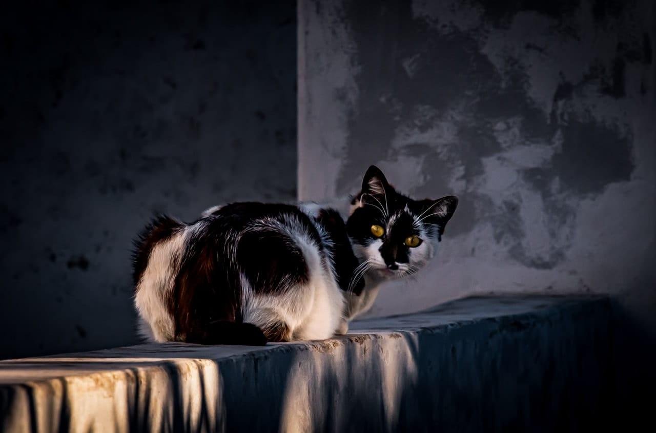Black-and-white cat crouched on a sunlit concrete ledge, looking toward the camera, with a dark, textured wall and deep shadows in the background.