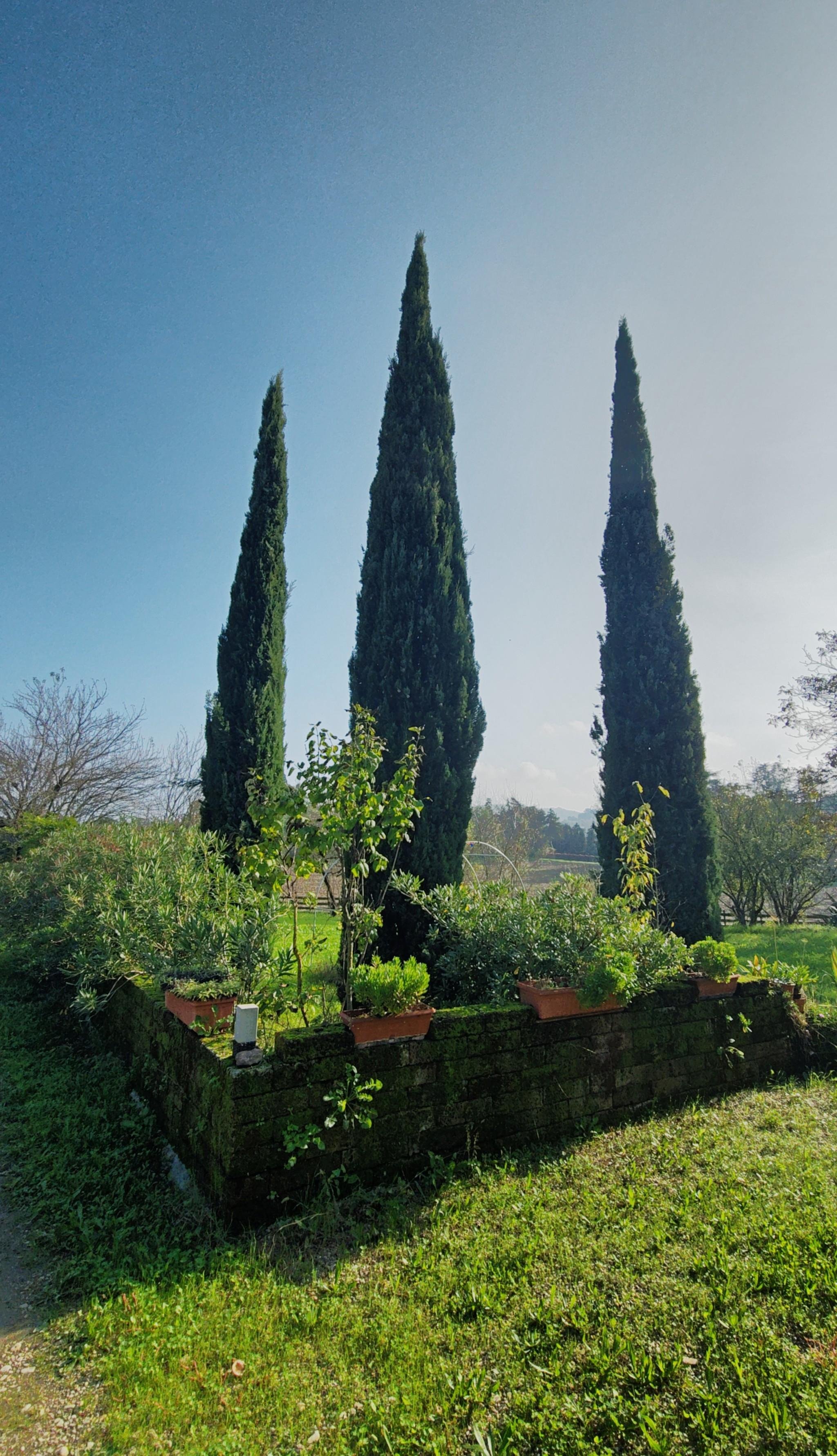 The image shows a garden scene with three tall cypress trees in the background. In the foreground, there is a brick planter with various plants and greenery. The scene is outdoors on a sunny day, with a clear blue sky.