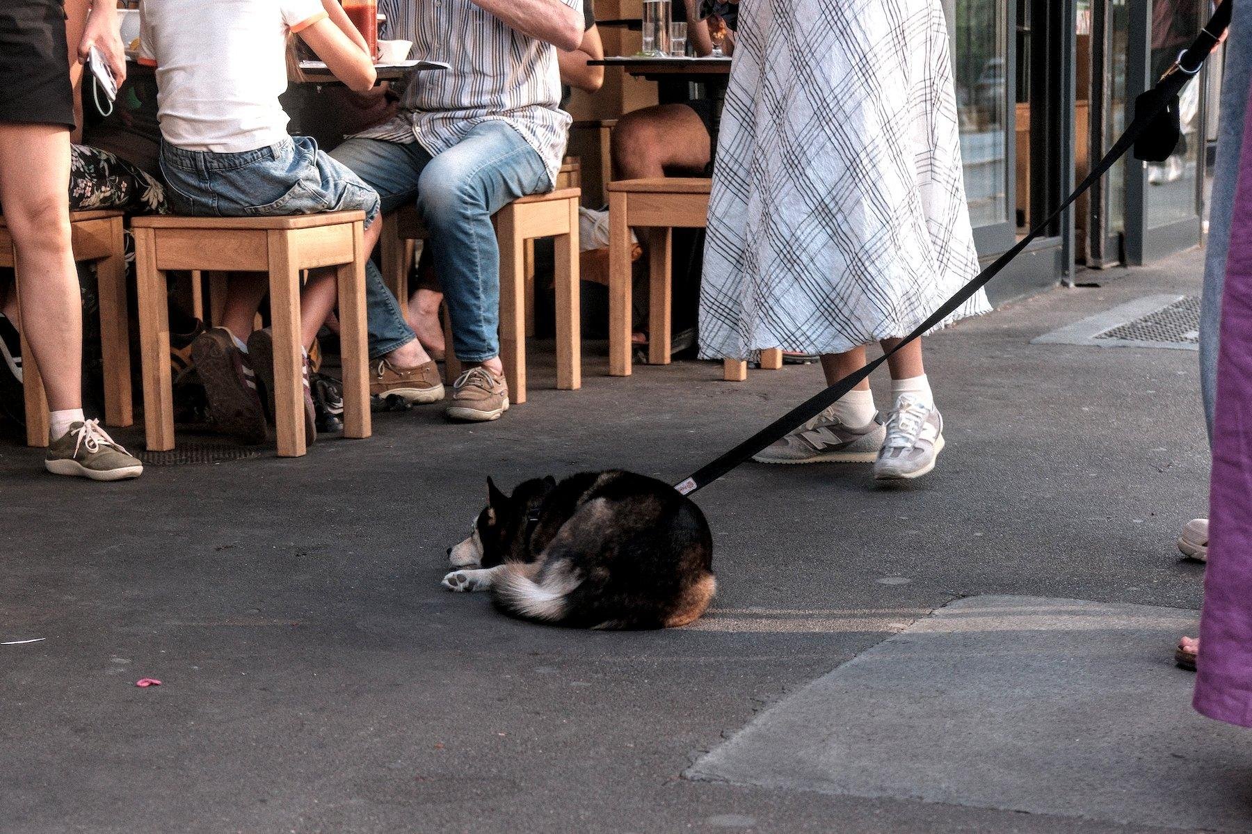 Photo horizontale. Un chien en laisse couché par terre près de sa maitresse qui attends devant la terrasse d’un restaurant. On ne vois pas le visage des gens, tous coupés par le cadre, seul le chien est entier
