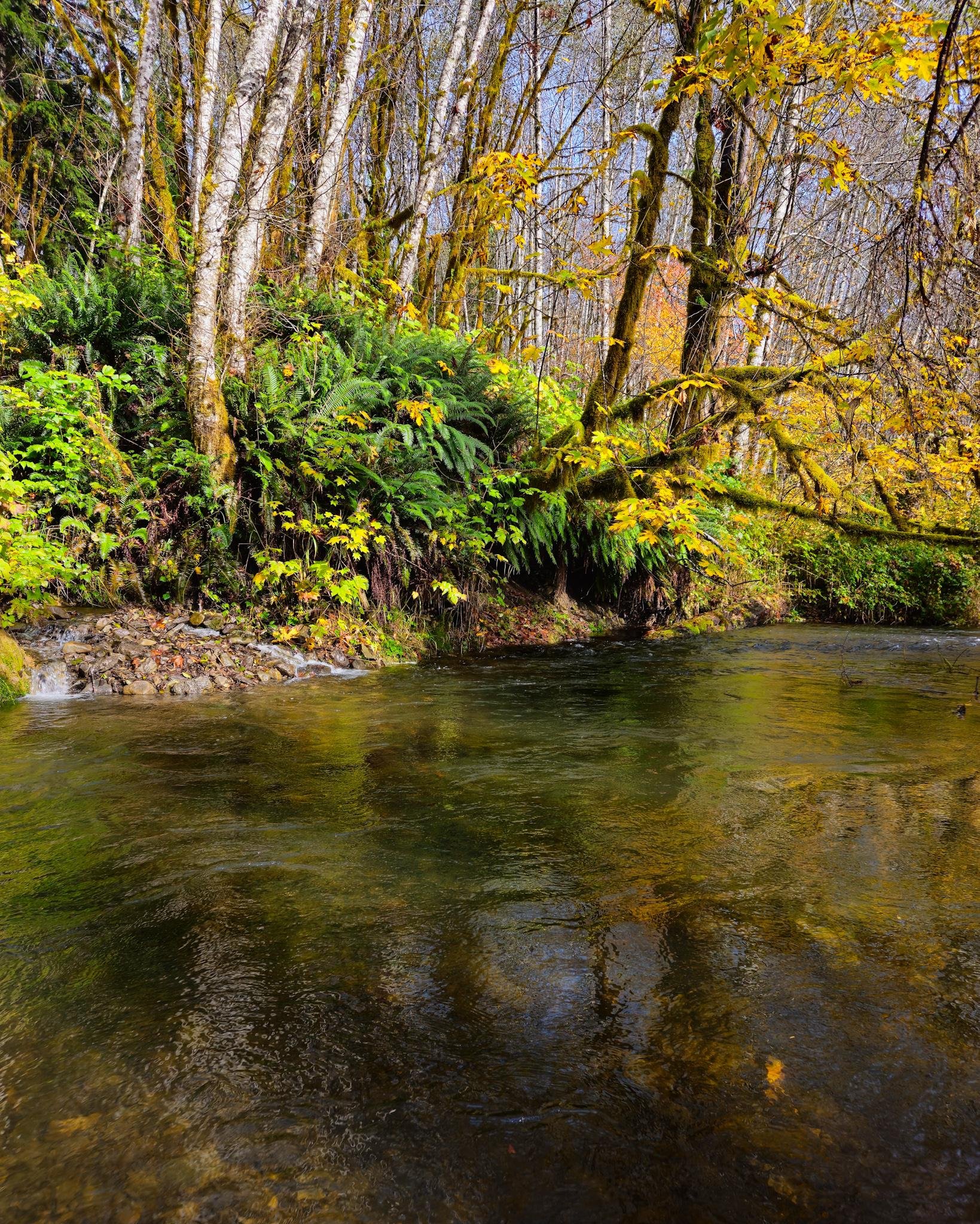 Forest stream in the foreground with rippling water reflecting trees, bordered by a steep bank covered in green ferns and shrubs; slender pale tree trunks and mossy branches with yellow autumn leaves fill the background.