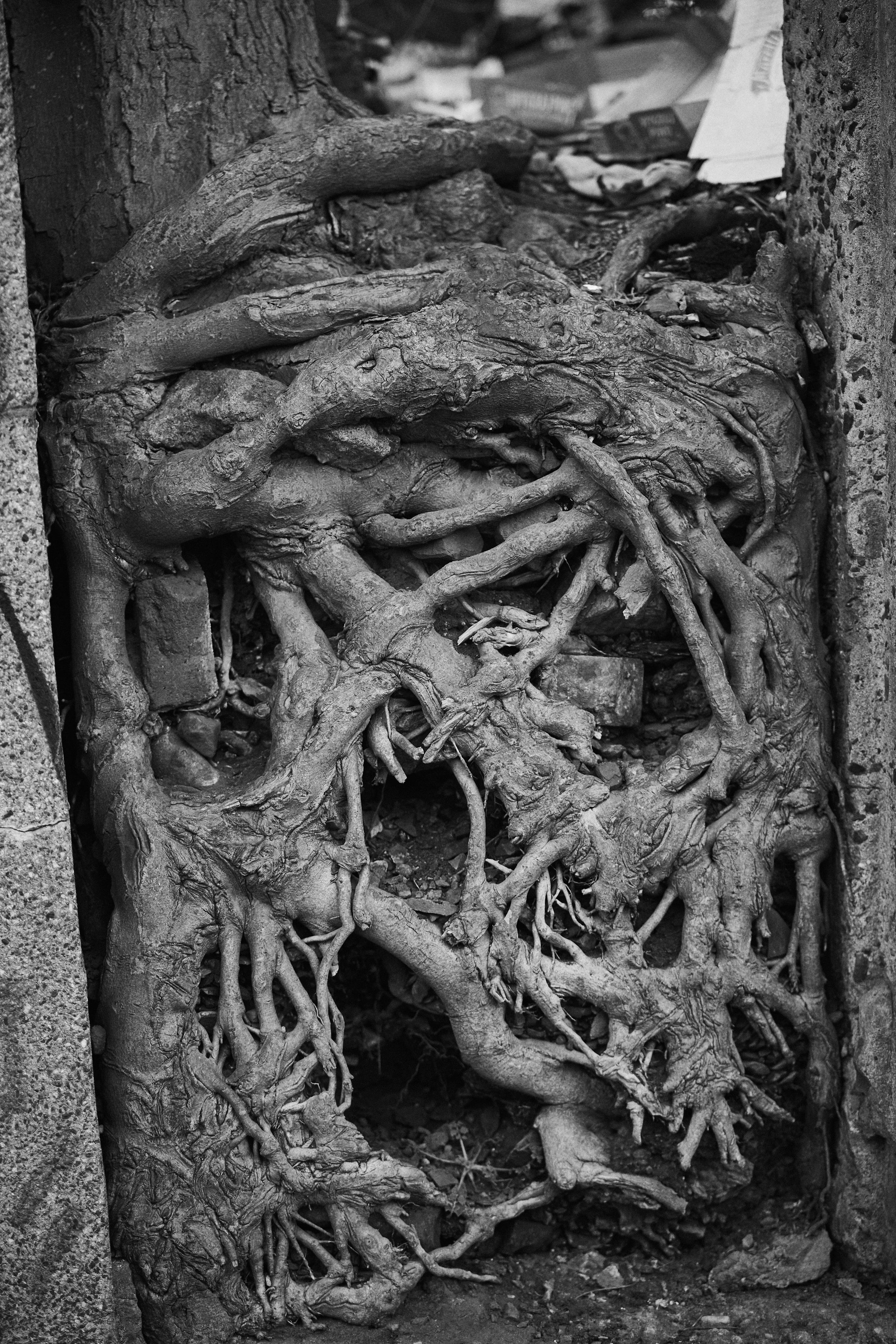 This image shows tree roots intertwined with concrete or stone structures. The roots appear to be growing through and around gaps, creating a complex and textured pattern. The image is in black and white, highlighting the contrast and details of the roots and the surrounding materials.