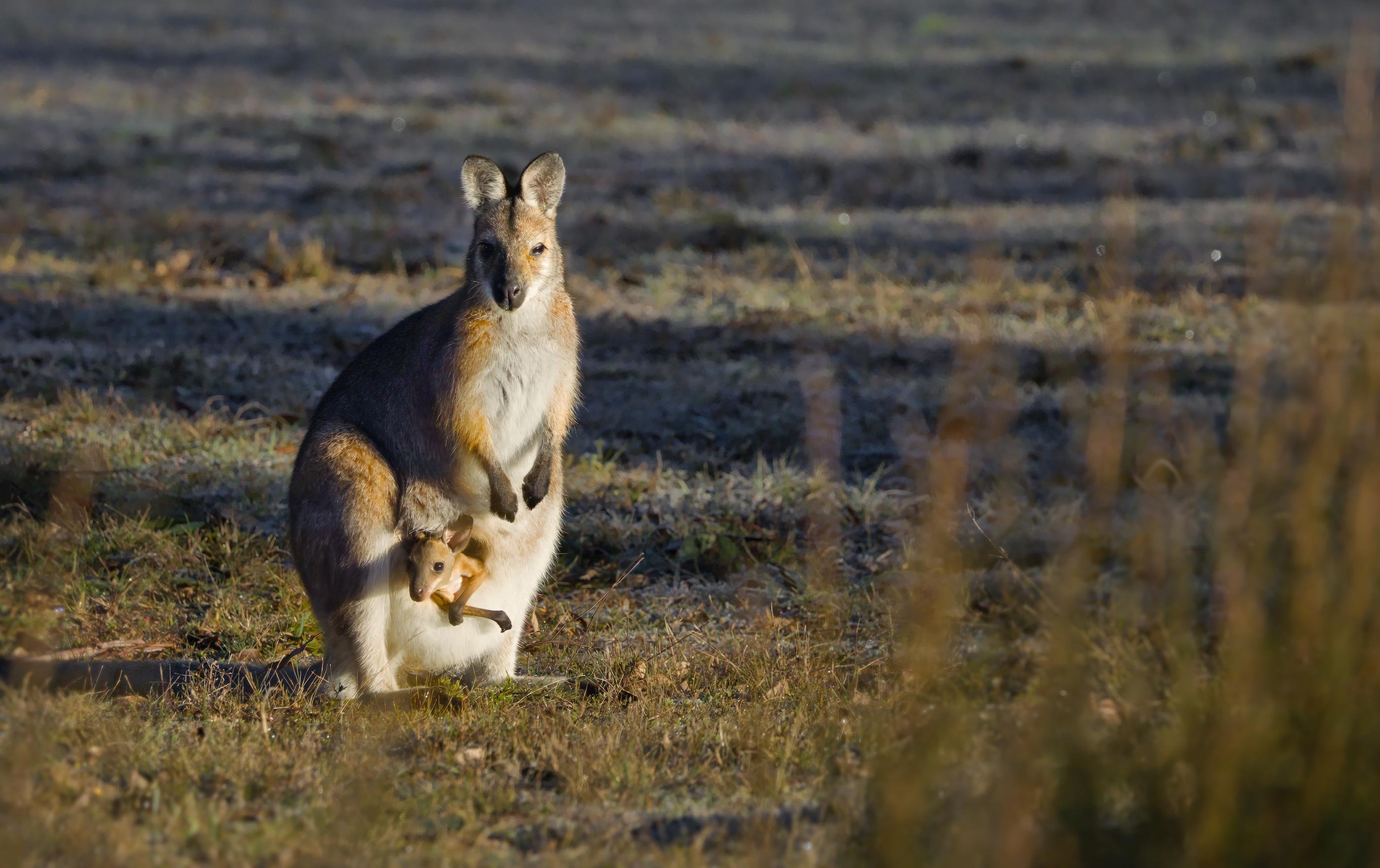 A red-neck wallaby standing upright in a grassy field, facing the camera, with a joey’s head and forelegs visible from the pouch