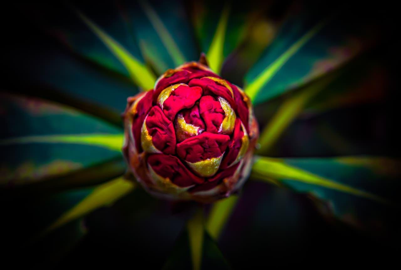 Top-down close-up of a red and gold flower bud centered in the frame, surrounded by radiating green pointed leaves against a dark, blurred background.