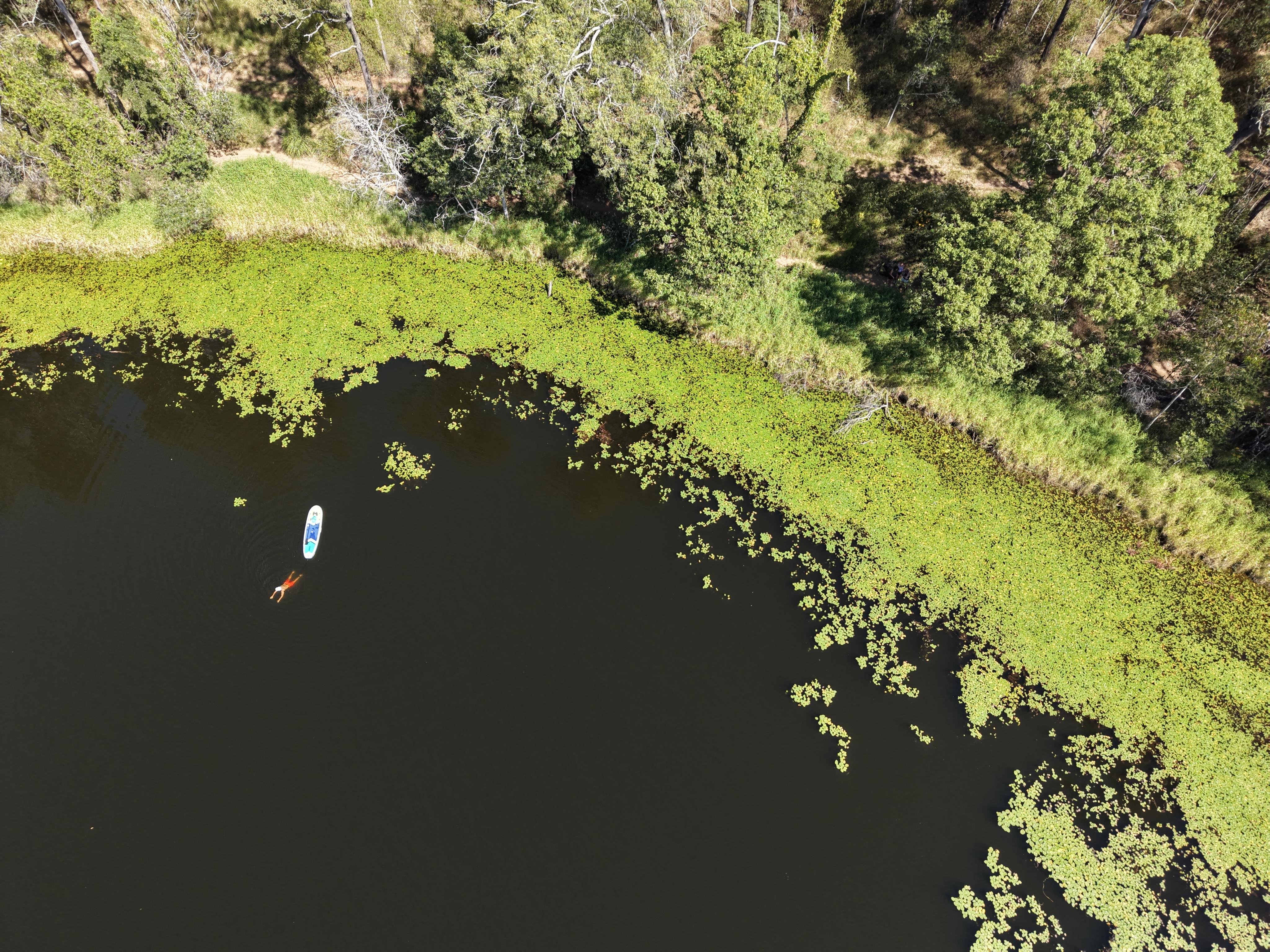 Aerial drone view looking straight down at a dark, still lake. A person is swimming in the water beside a paddleboard. The lake surface is partially covered with lily pads. The surrounding shoreline is densely forested with lush green trees.