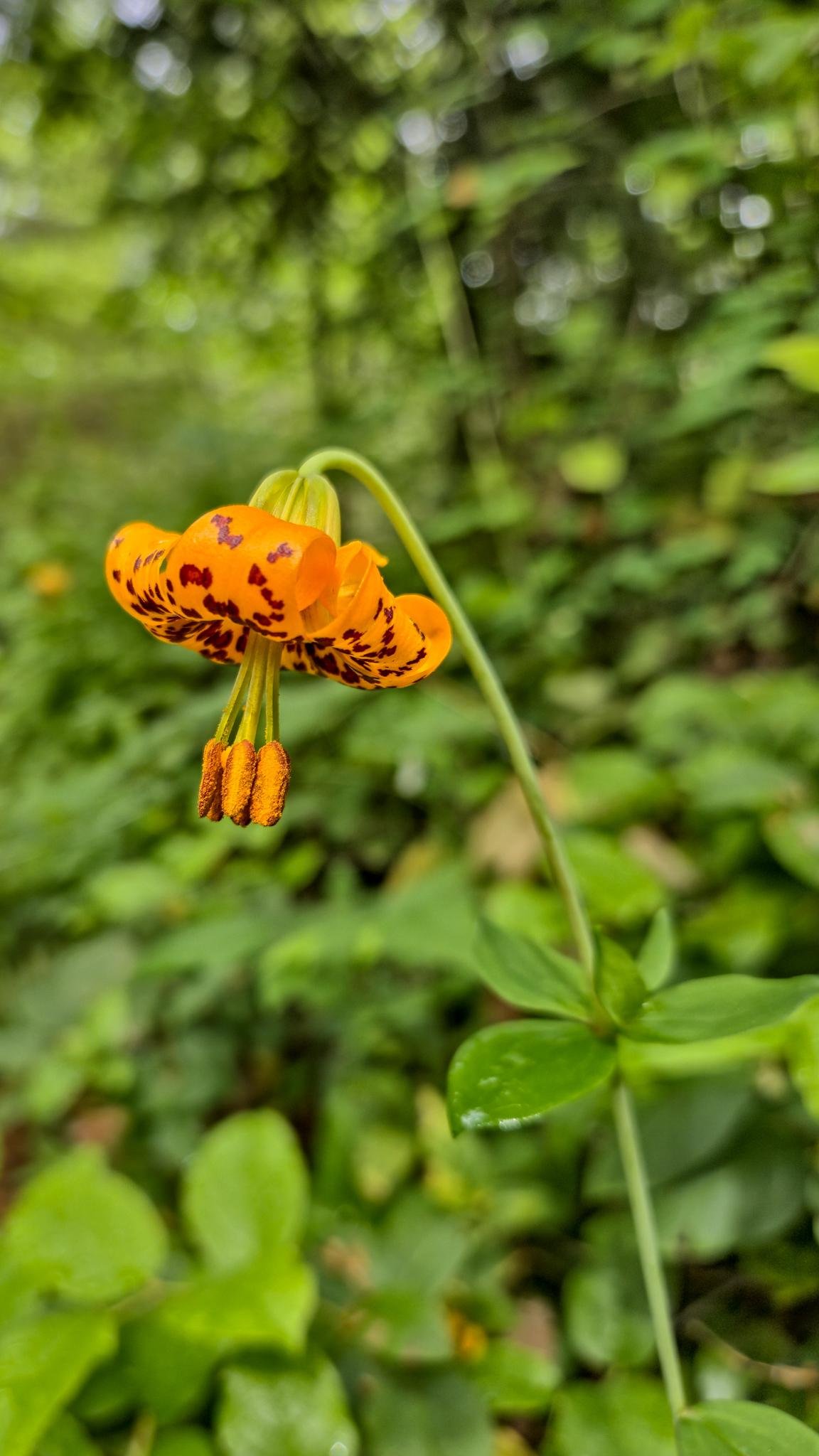Close-up of an orange, downward-facing lily with dark speckles and visible pollen-covered stamens on a curved green stem, set against a blurred green forest background.
