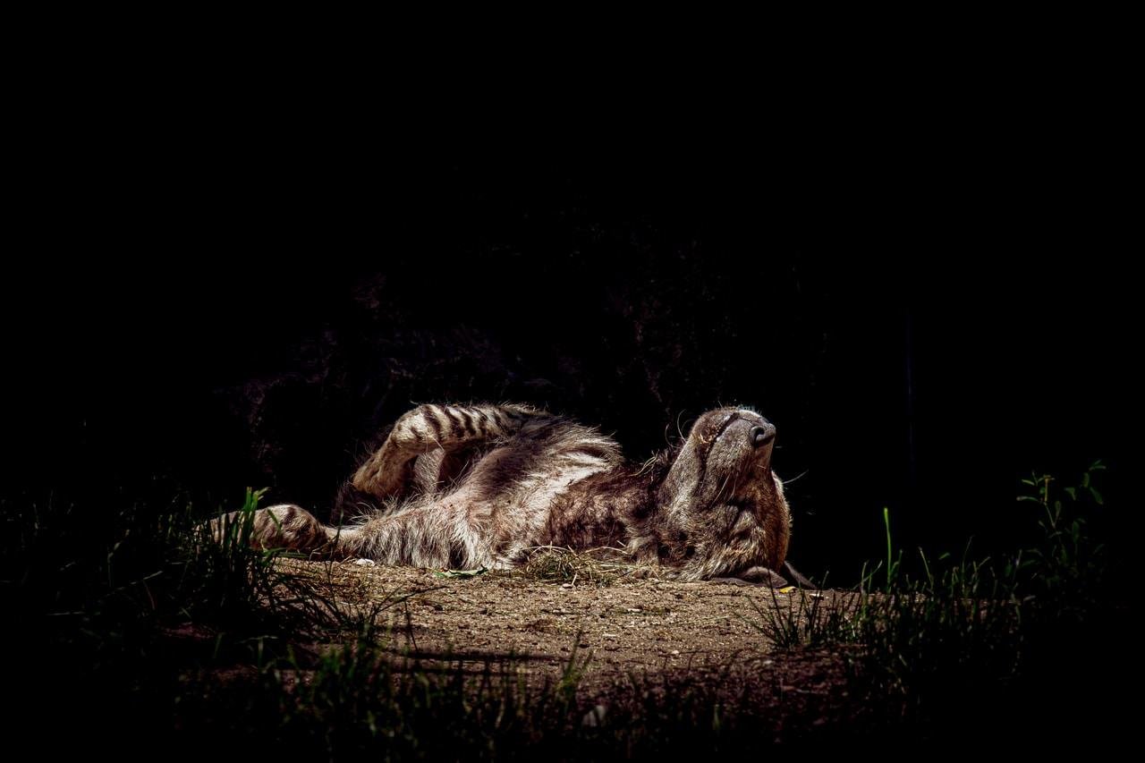 Striped hyena lying on its side on a dirt patch, paws raised, with sparse grass around it and a mostly black background.