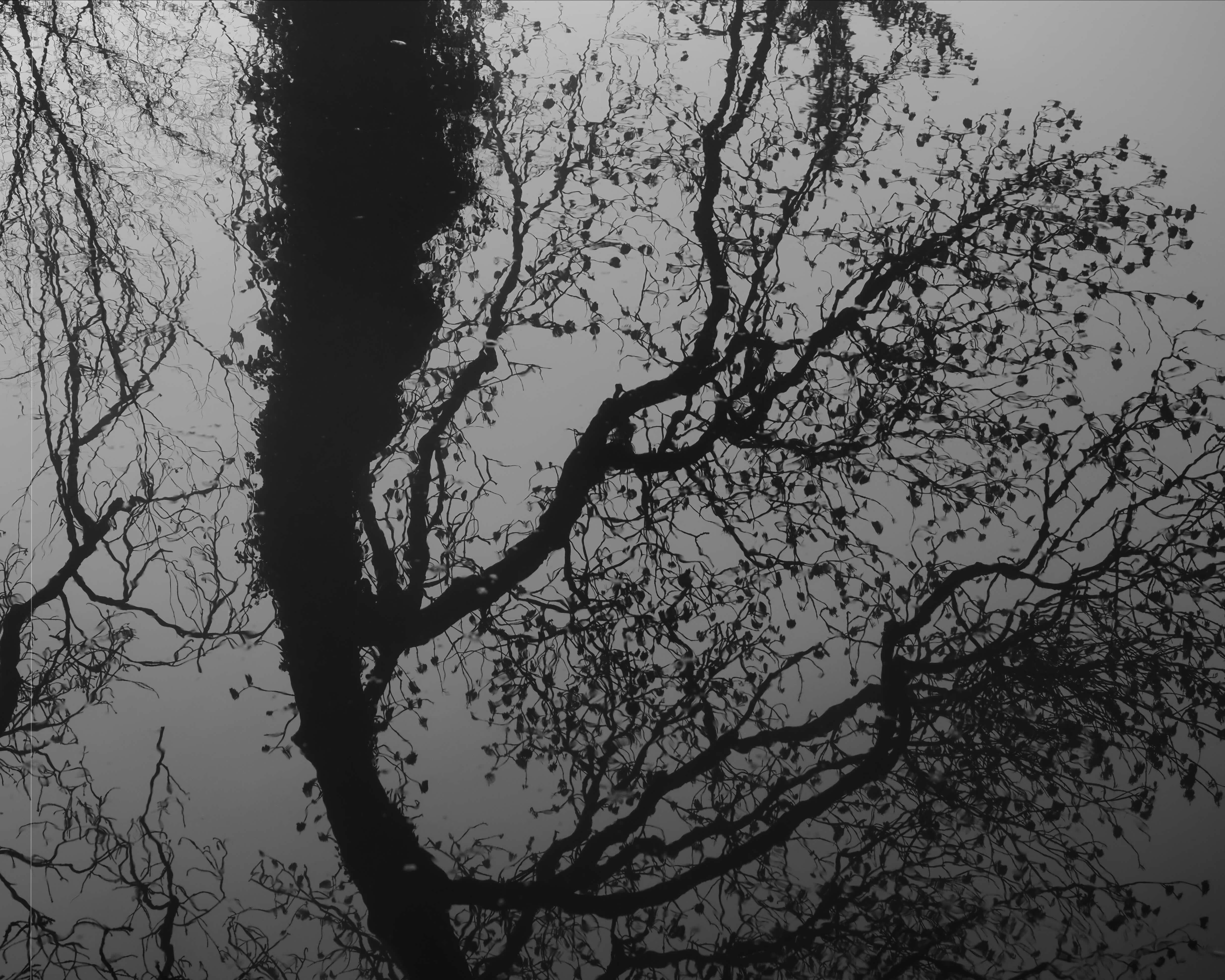 Silhouette of a thick tree trunk with twisting bare branches and scattered leaves - as a reflection on surface of water.