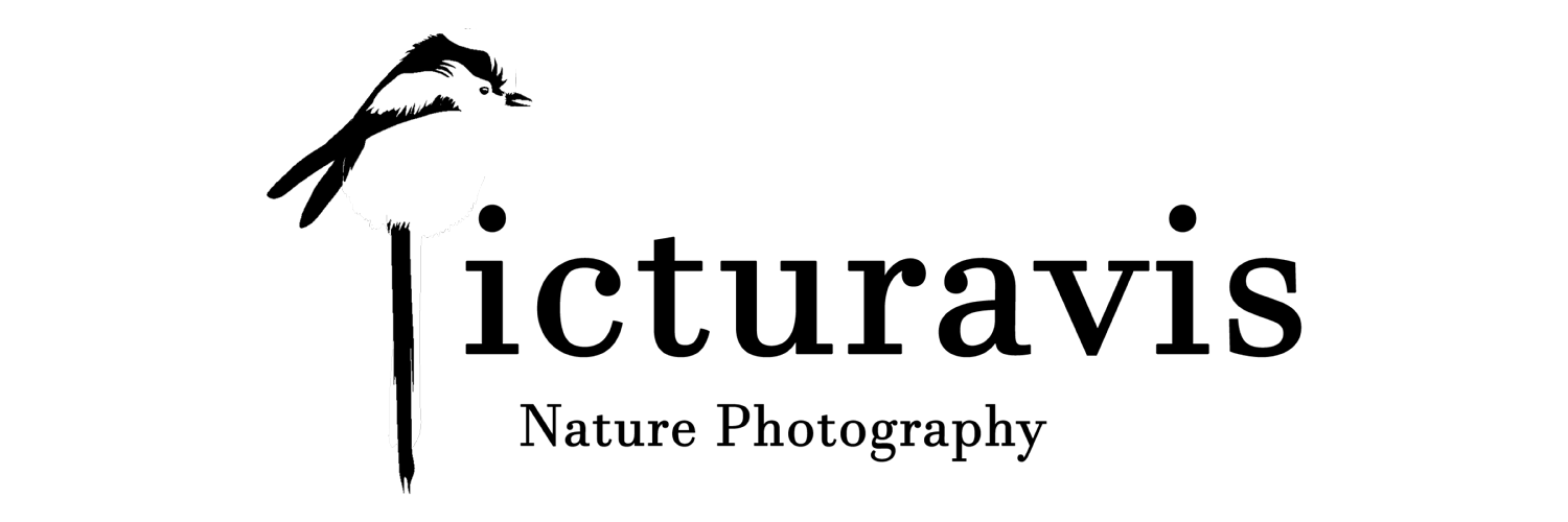 header profile