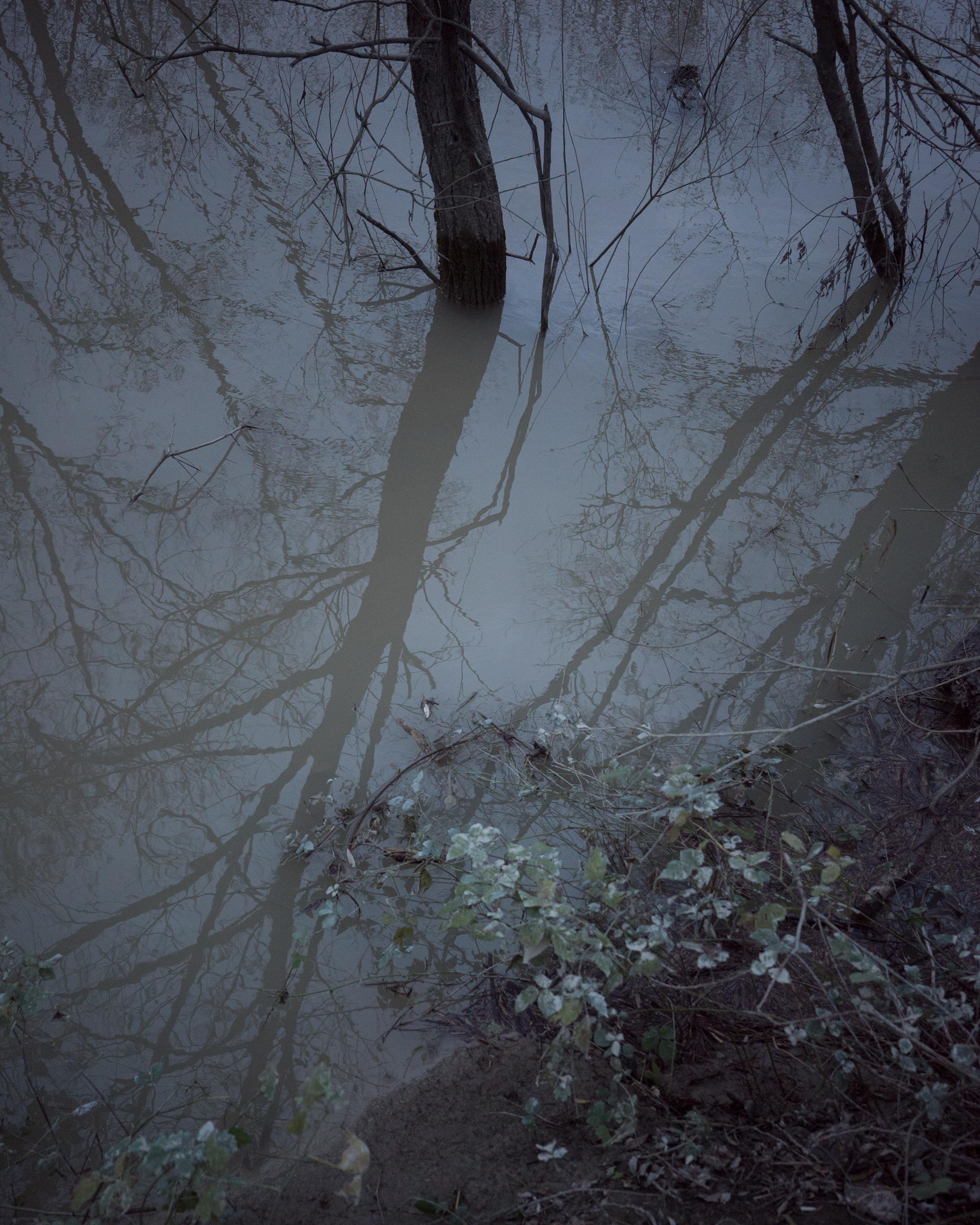 a bluishreflection on a winter pond of a tree
