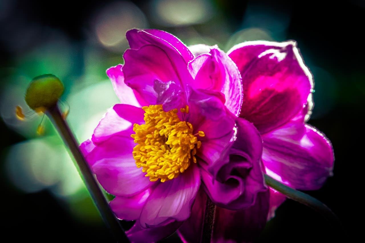 Vibrant pink flower with ruffled petals and a bright yellow center in focus. Blurred green and blue background with soft lighting enhancing the flower's vivid colors. Adjacent stem with a small, unopened bud on the left.